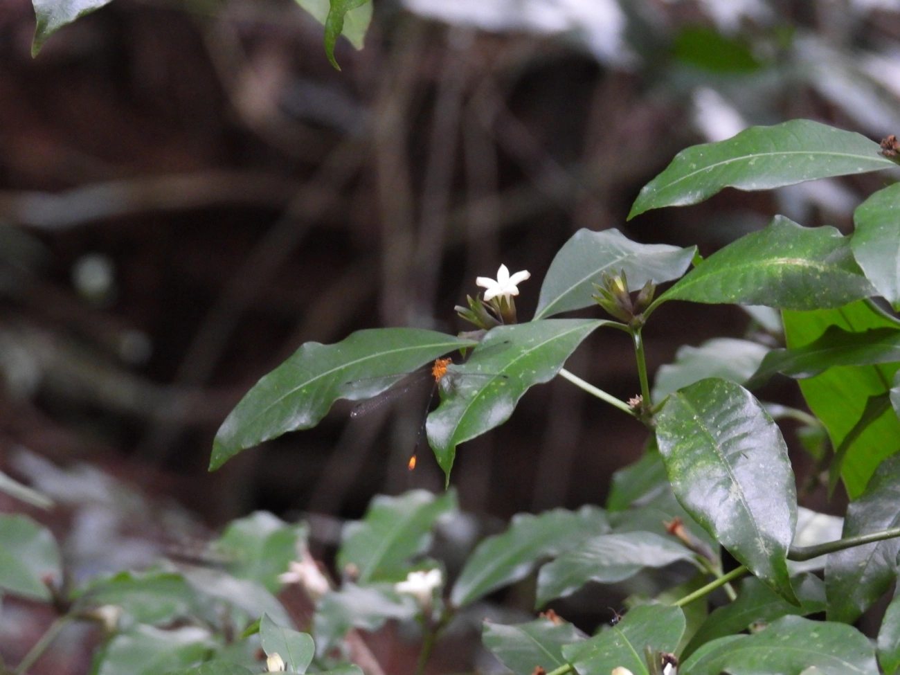 Cafezinho-roxo-do-mato (Psychotria suterella), plantas, fotografado em Cabreúva