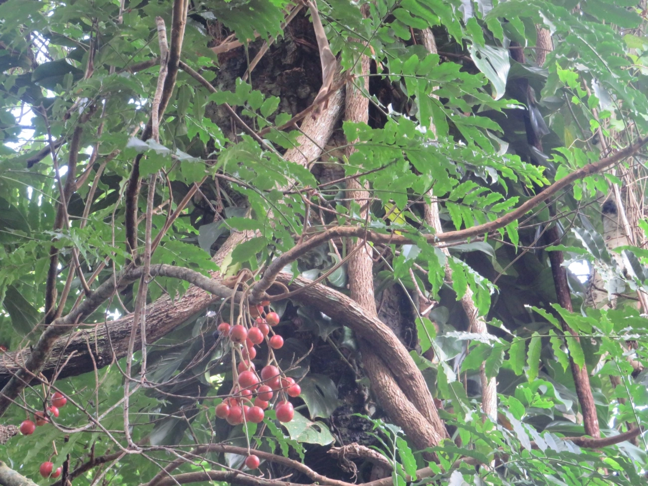 Canjerana (Cabralea canjerana), plantas, fotografado em Maresias, São Sebastião