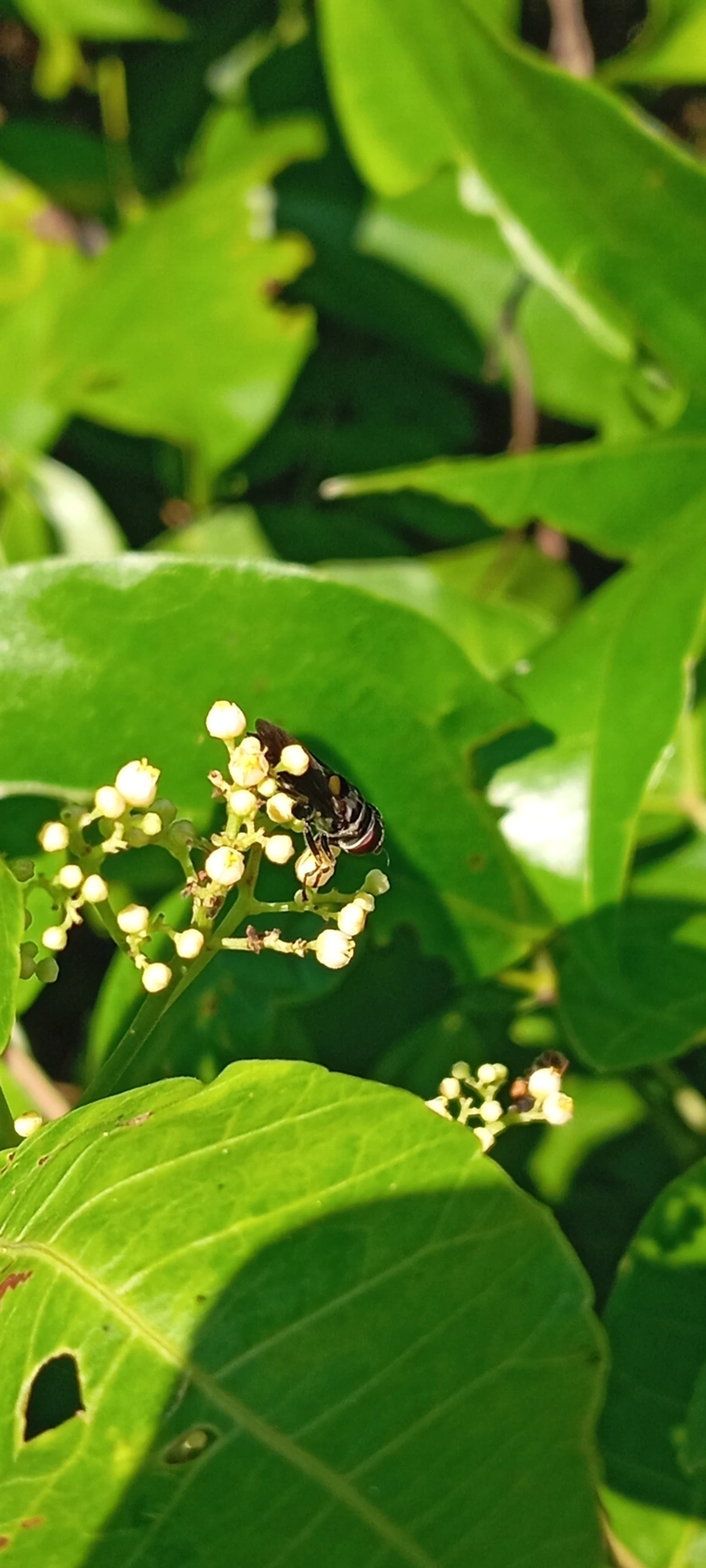 Palpada, insetos, fotografado em Maresias, São Sebastião