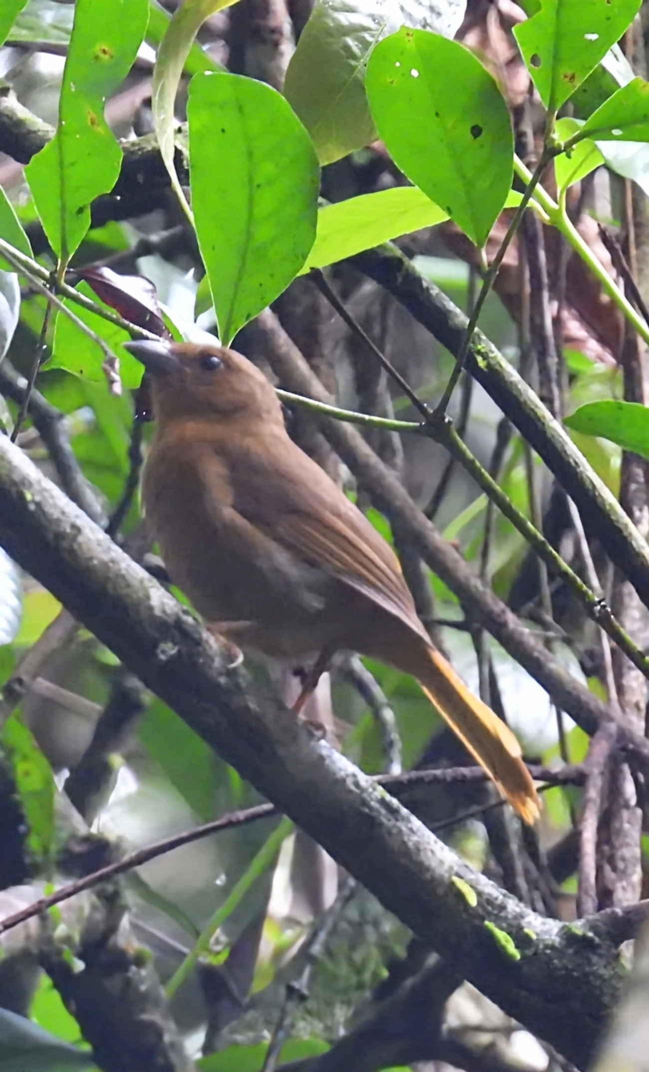 Tiê-de-bando (Habia rubica), aves, fotografado em Maresias, São Sebastião