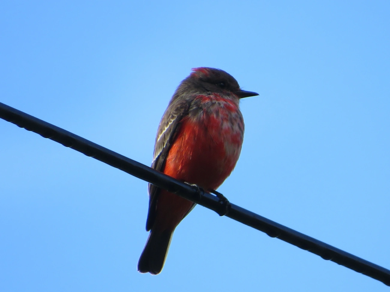 Príncipe (Pyrocephalus rubinus), aves, fotografado em Maresias, São Sebastião