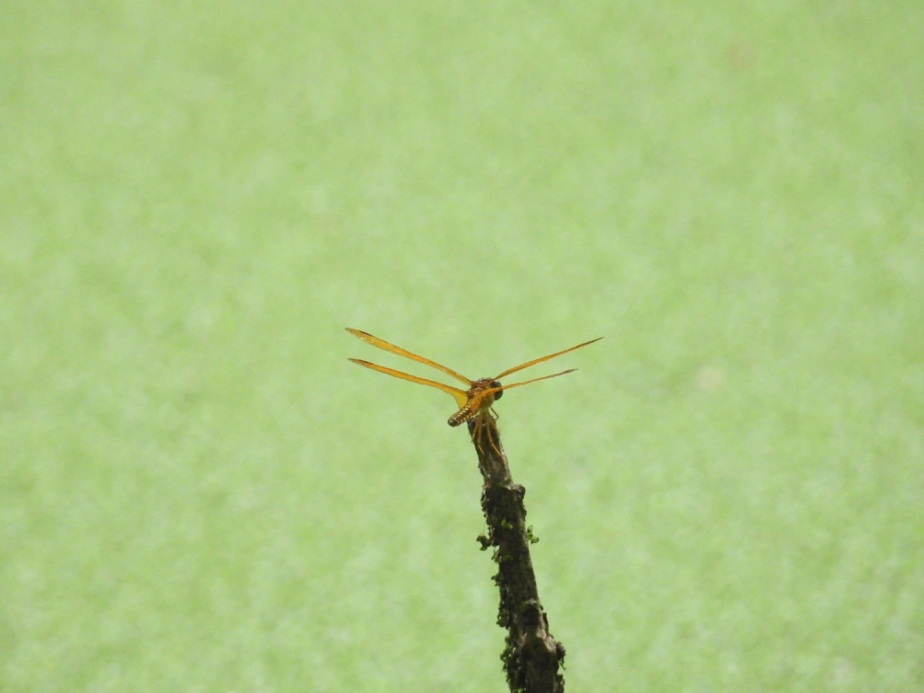 Perithemis, insetos, fotografado em Maresias, São Sebastião
