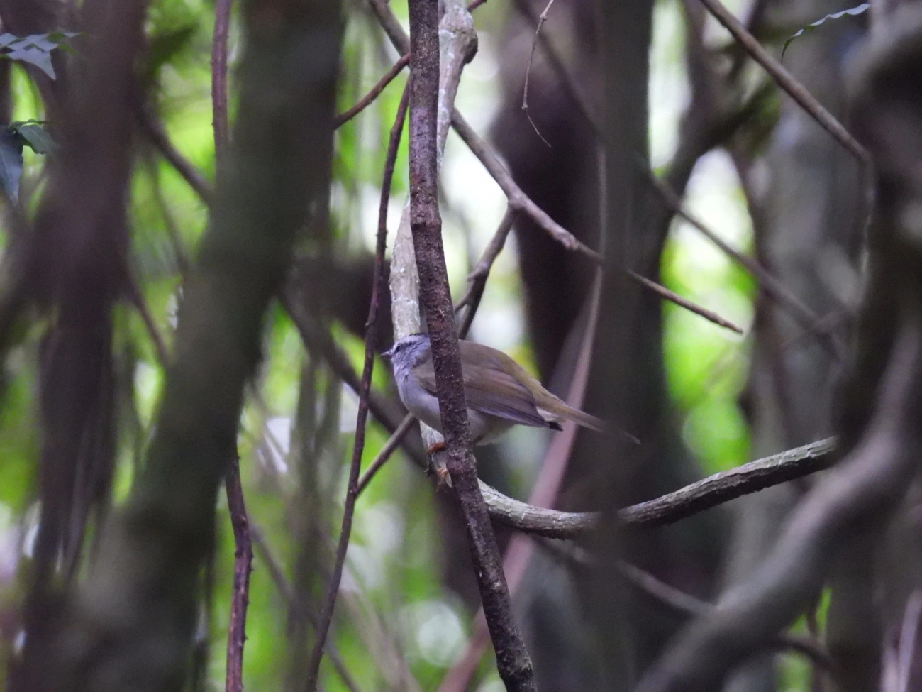 Pula-Pula (Basileuterus culicivorus), aves, fotografado em Cabreúva