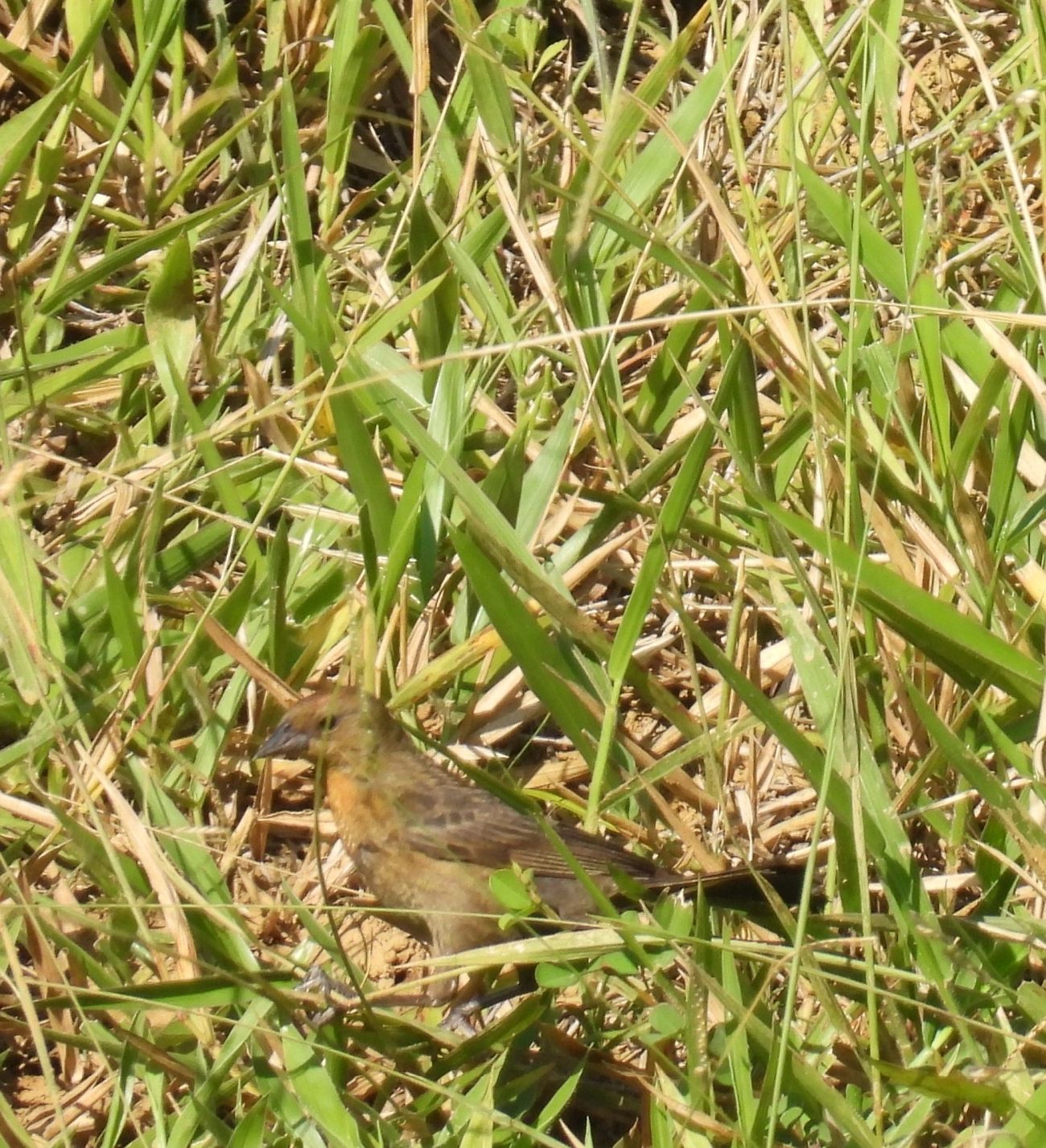 Garibaldi (Chrysomus ruficapillus), aves, fotografado em Queluz