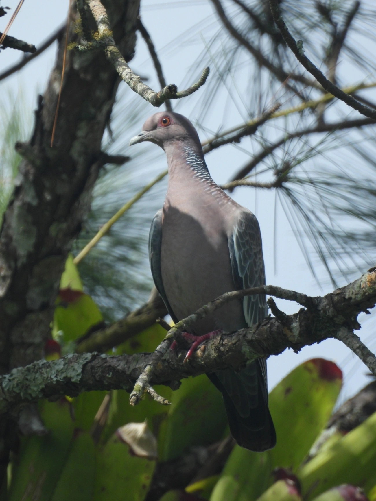 Asa-branca (Patagioenas picazuro), aves, fotografado em Maresias, São Sebastião