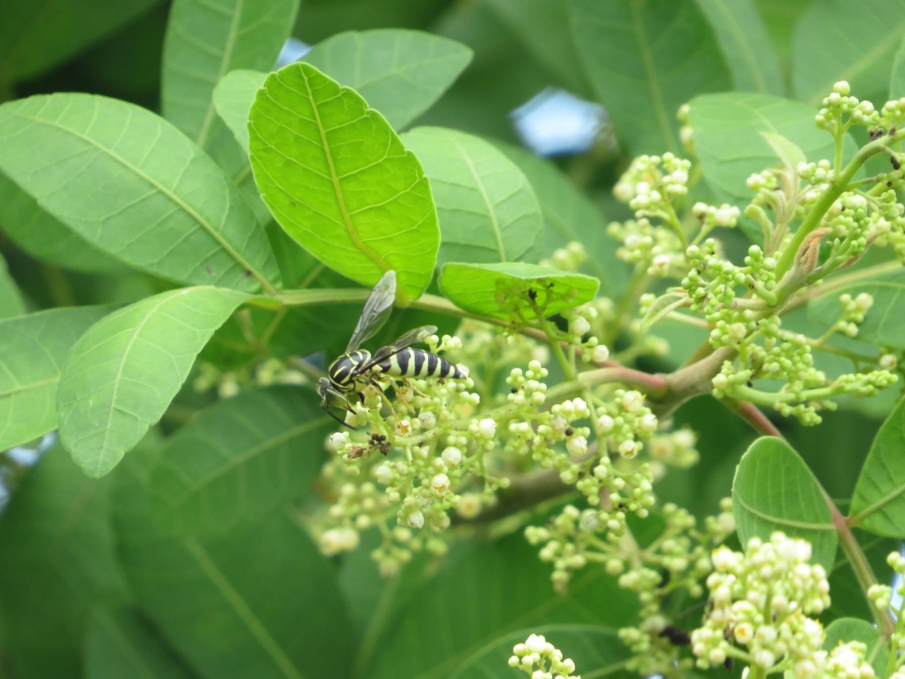 Vespa-da-areia (Bicyrtes variegatus), insetos, fotografado em Maresias, São Sebastião