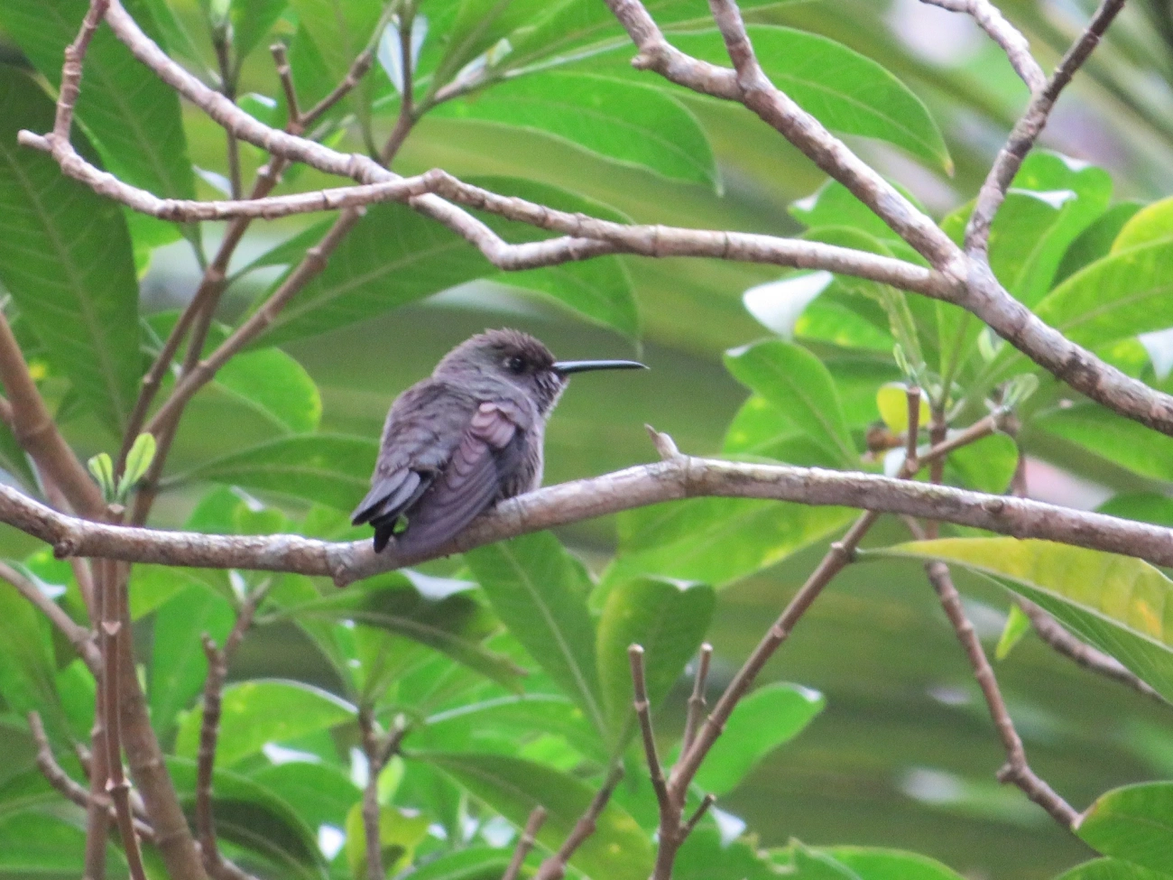 Beija-flor-cinza (Eupetomena cirrochloris), aves, fotografado em Maresias, São Sebastião
