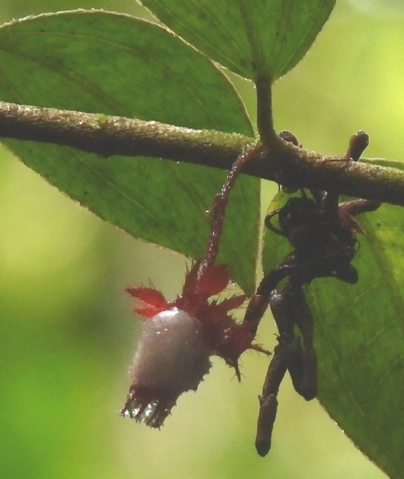 Pixiricas e Afins (Miconia), plantas, fotografado em Maresias, São Sebastião