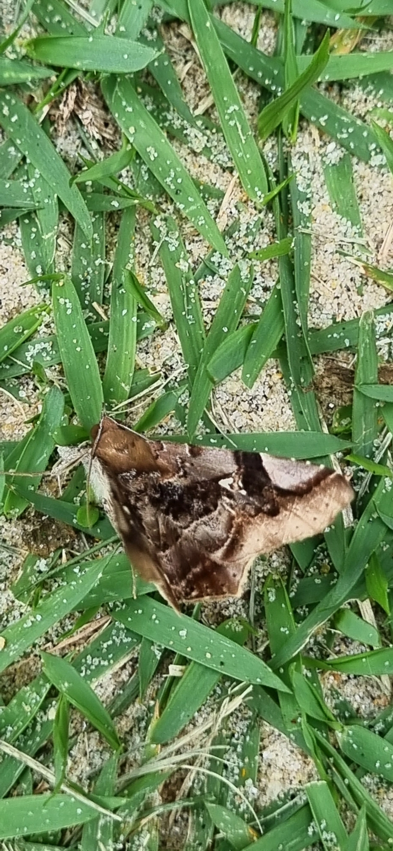 Borboletas e traças (Lepidoptera), insetos, fotografado em Maresias, São Sebastião