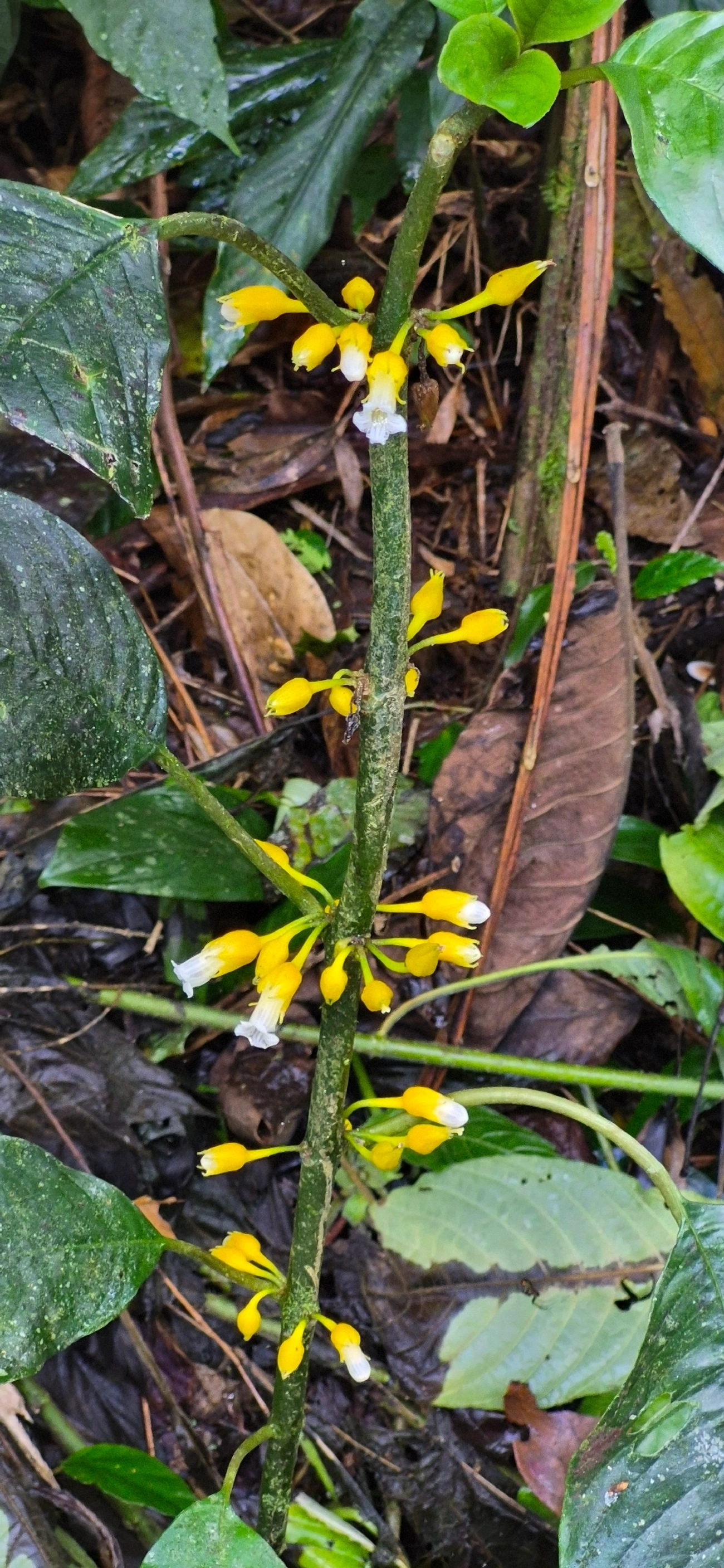 Amarelinha-bicudinha-da-mata (Besleria longimucronata), plantas, fotografado em Camburí, São Sebastião