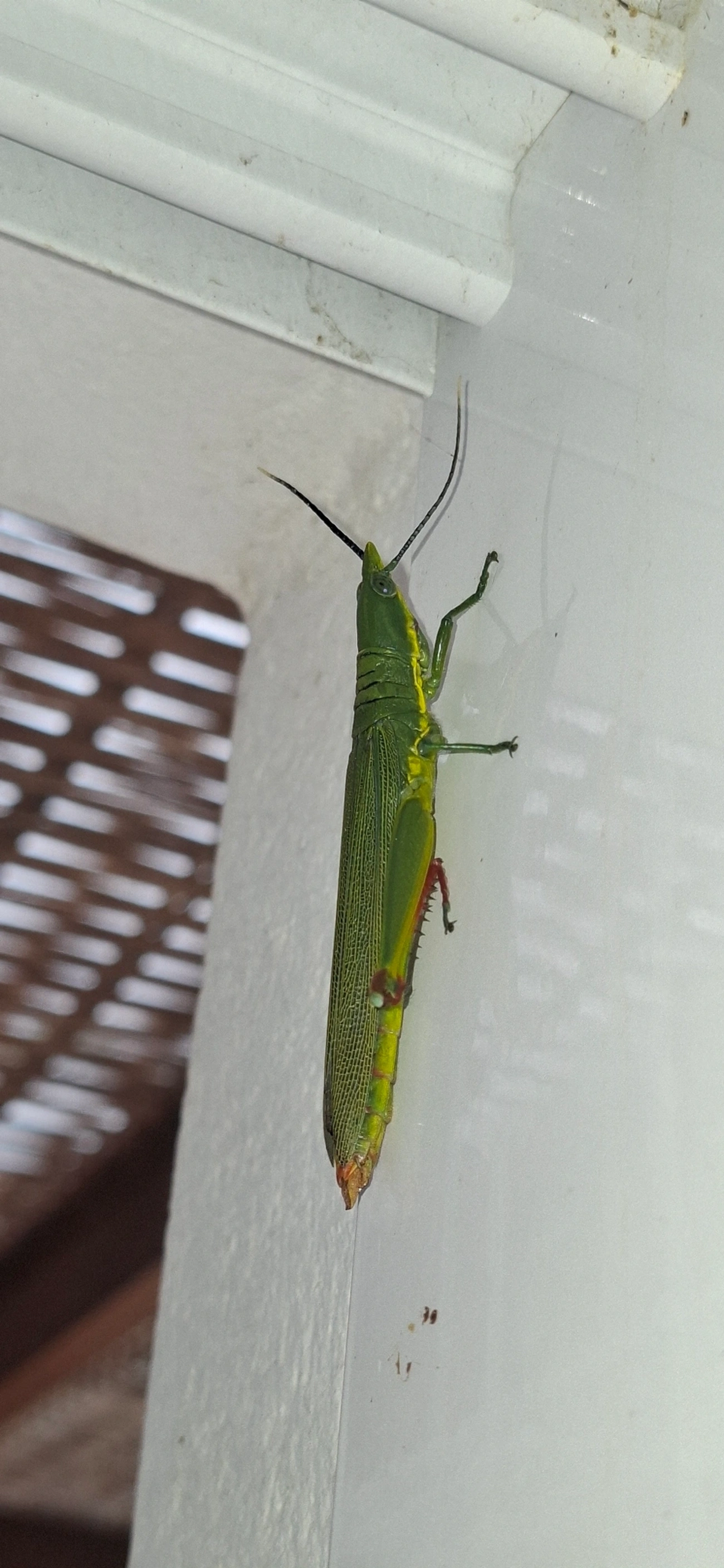 Opshomala viridis, insetos, fotografado em Maresias, São Sebastião