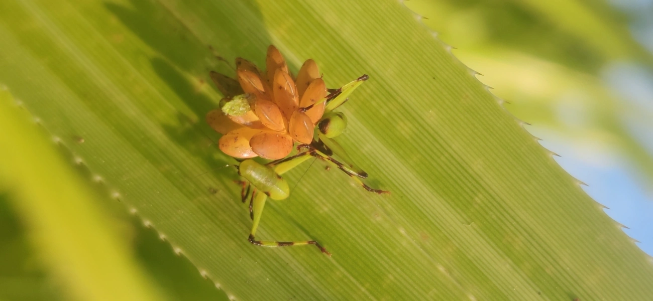 Cnemidophyllum oblitum, insetos, fotografado em Maresias, São Sebastião