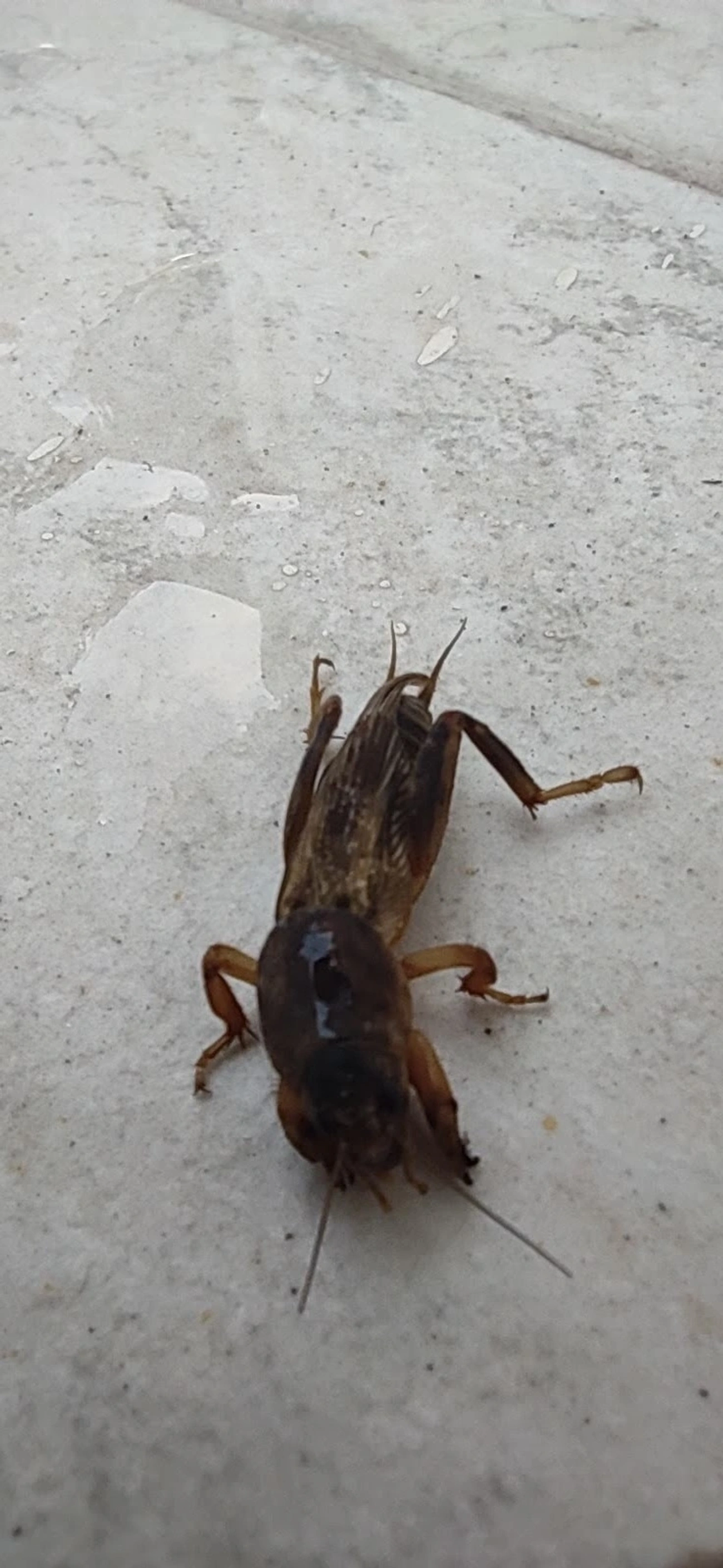 Paquinhas (Gryllotalpidae), insetos, fotografado em Maresias, São Sebastião