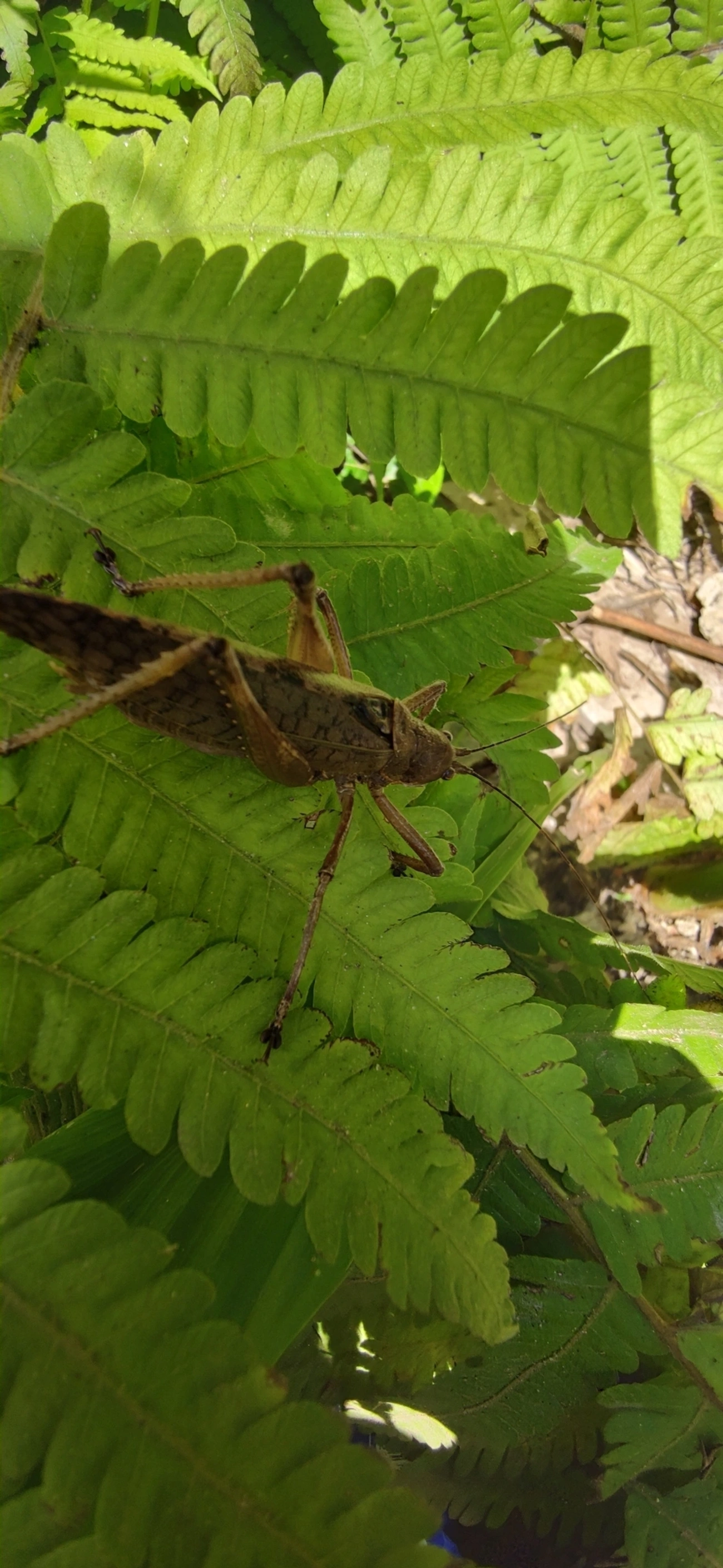 Pseudophyllinae, insetos, fotografado em Maresias, São Sebastião