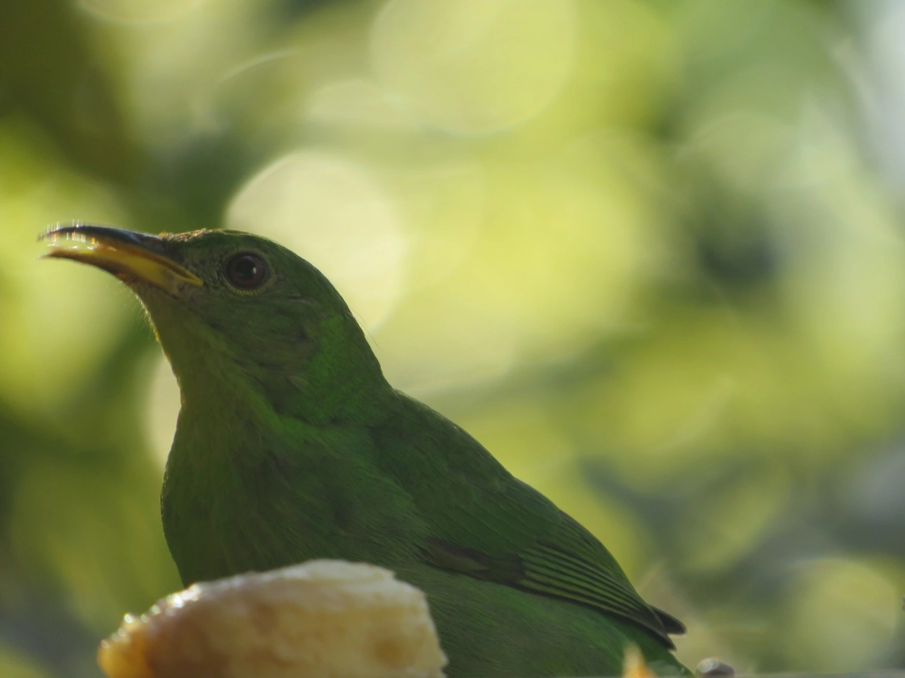 Saí-verde (Chlorophanes spiza), aves, fotografado em Maresias, São Sebastião