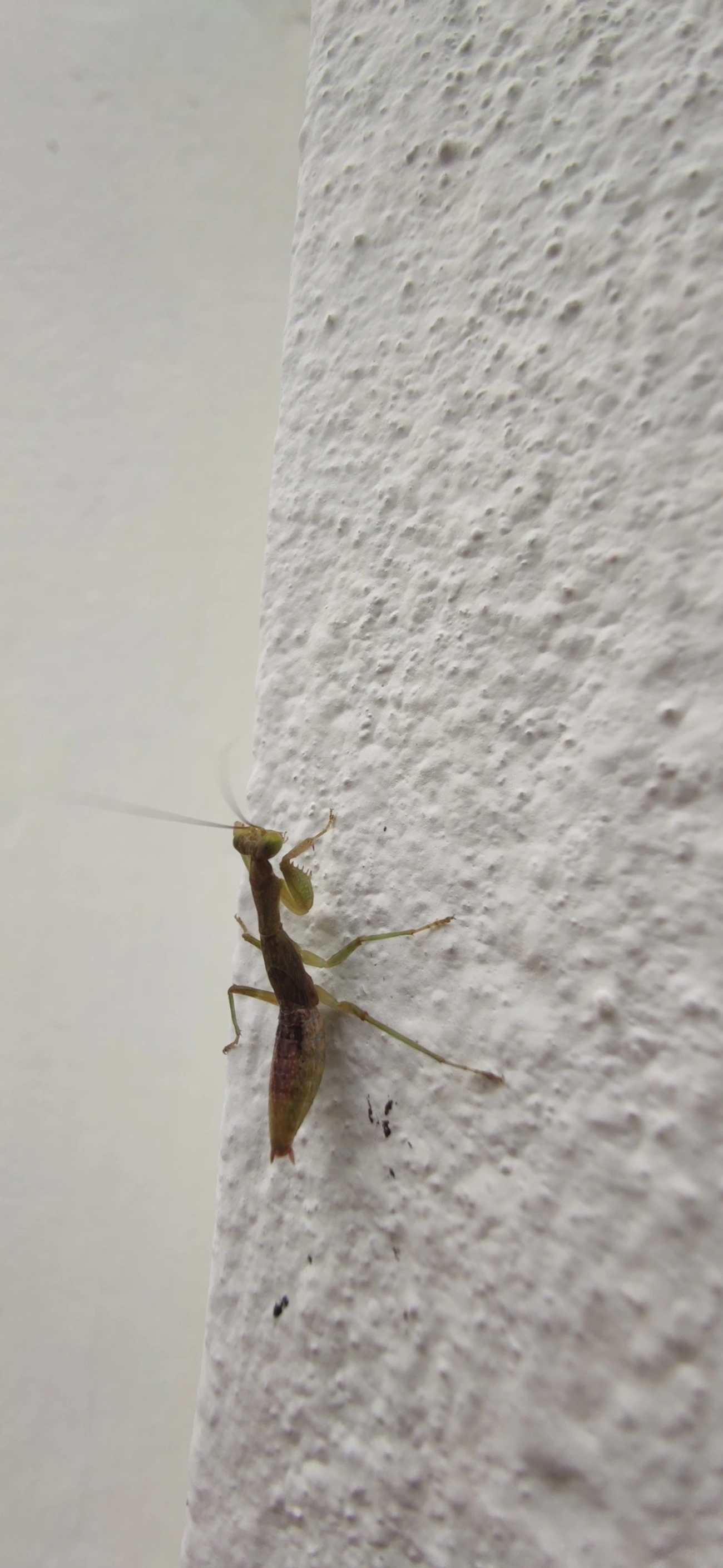 Acontista, insetos, fotografado em Maresias, São Sebastião