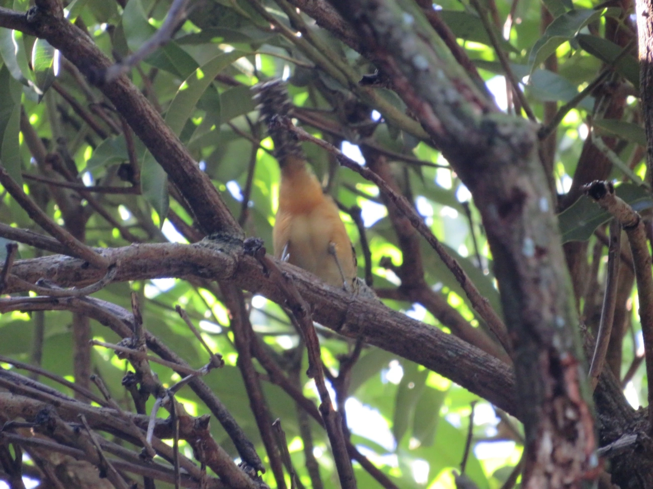 Chocão-carijó (Hypoedaleus guttatus), aves, fotografado em Maresias, São Sebastião