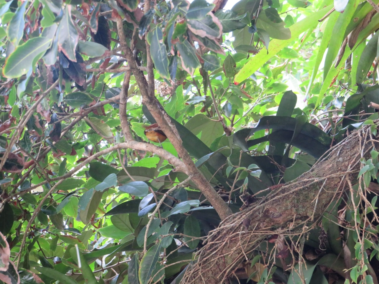 Capitão-de-saíra (Attila rufus), aves, fotografado em Maresias, São Sebastião