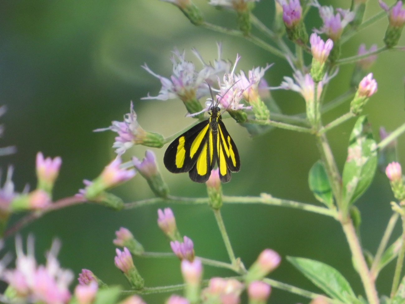 Cyllopoda claudicula, insetos, fotografado em Maresias, São Sebastião