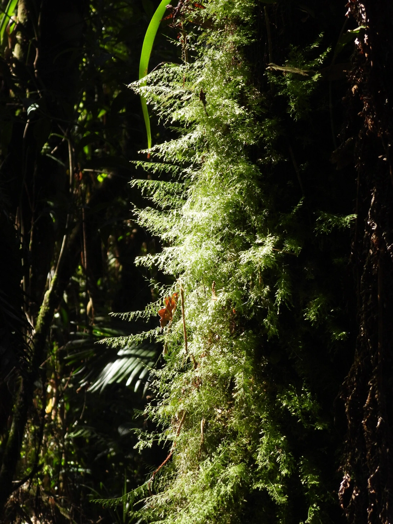 Trichomanes, plantas, fotografado em Resende