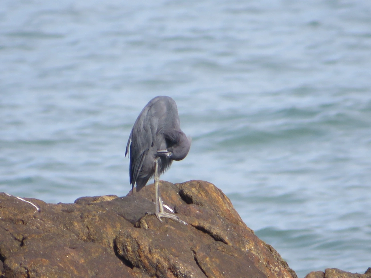Garça-azul (Egretta caerulea), aves, fotografado em Maresias, São Sebastião