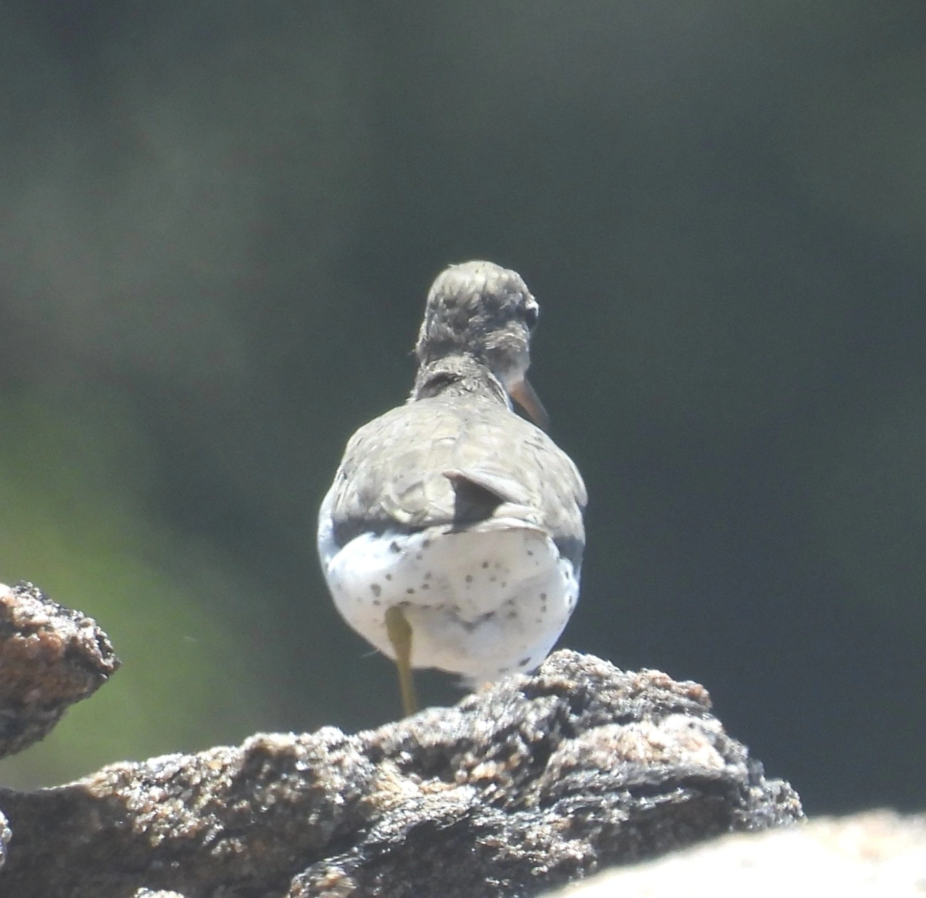 Maçarico-pintado (Actitis macularius), aves, fotografado em Maresias, São Sebastião