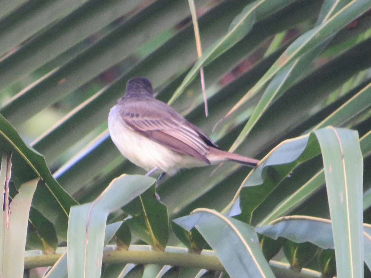 Irré (Myiarchus swainsoni), aves, fotografado em Maresias, São Sebastião