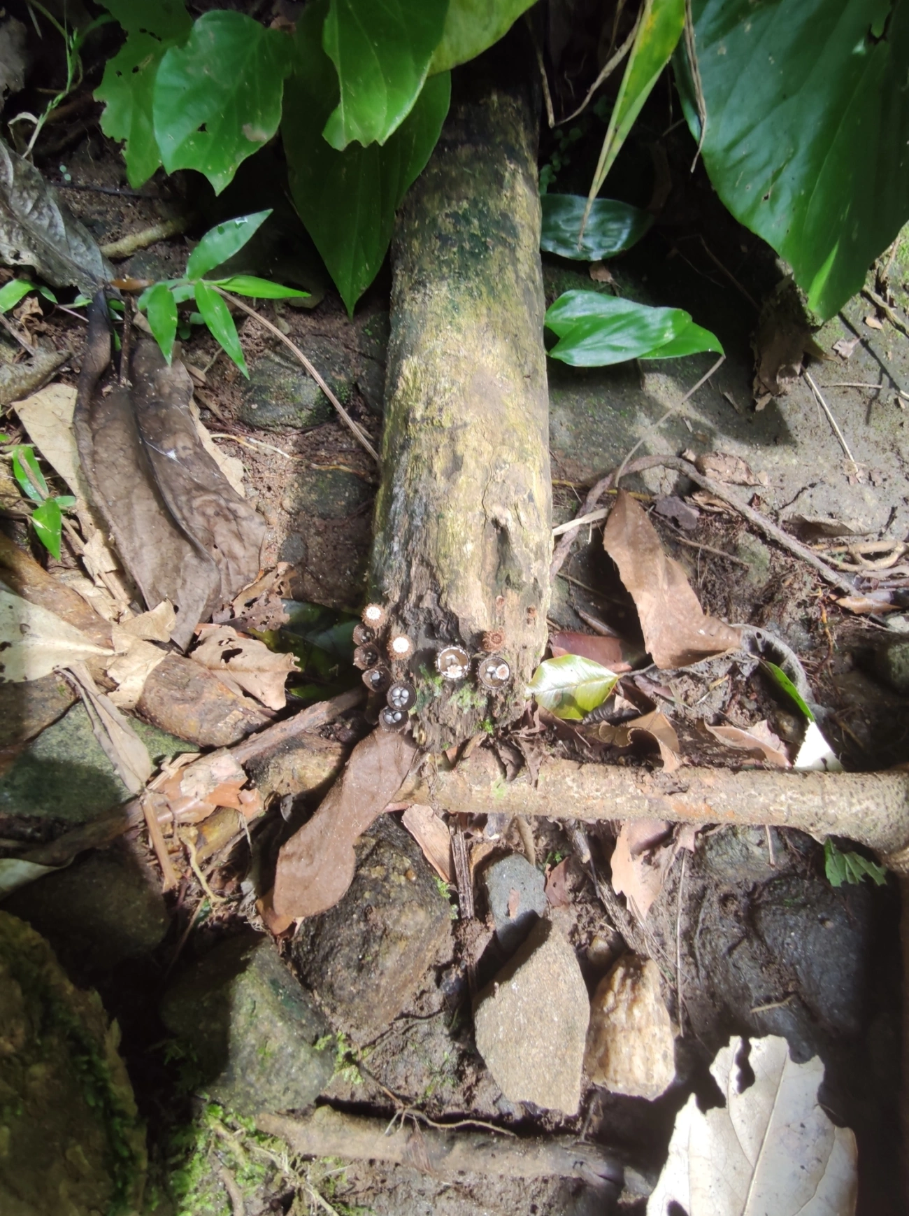 Ninho-de-pássaro-do-esterco (Cyathus stercoreus), fungos, fotografado em São Sebastião