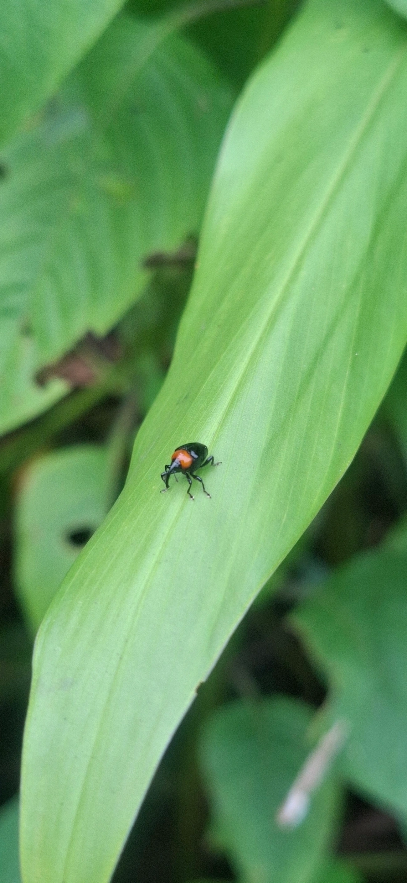 Xystus sanguinicollis, insetos, fotografado em Maresias, São Sebastião