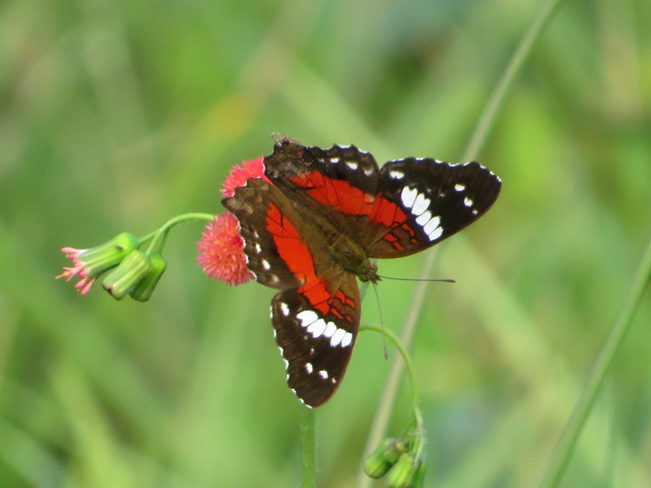 Borboleta-pavão-escarlate (Anartia amathea), insetos, fotografado em Maresias, São Sebastião