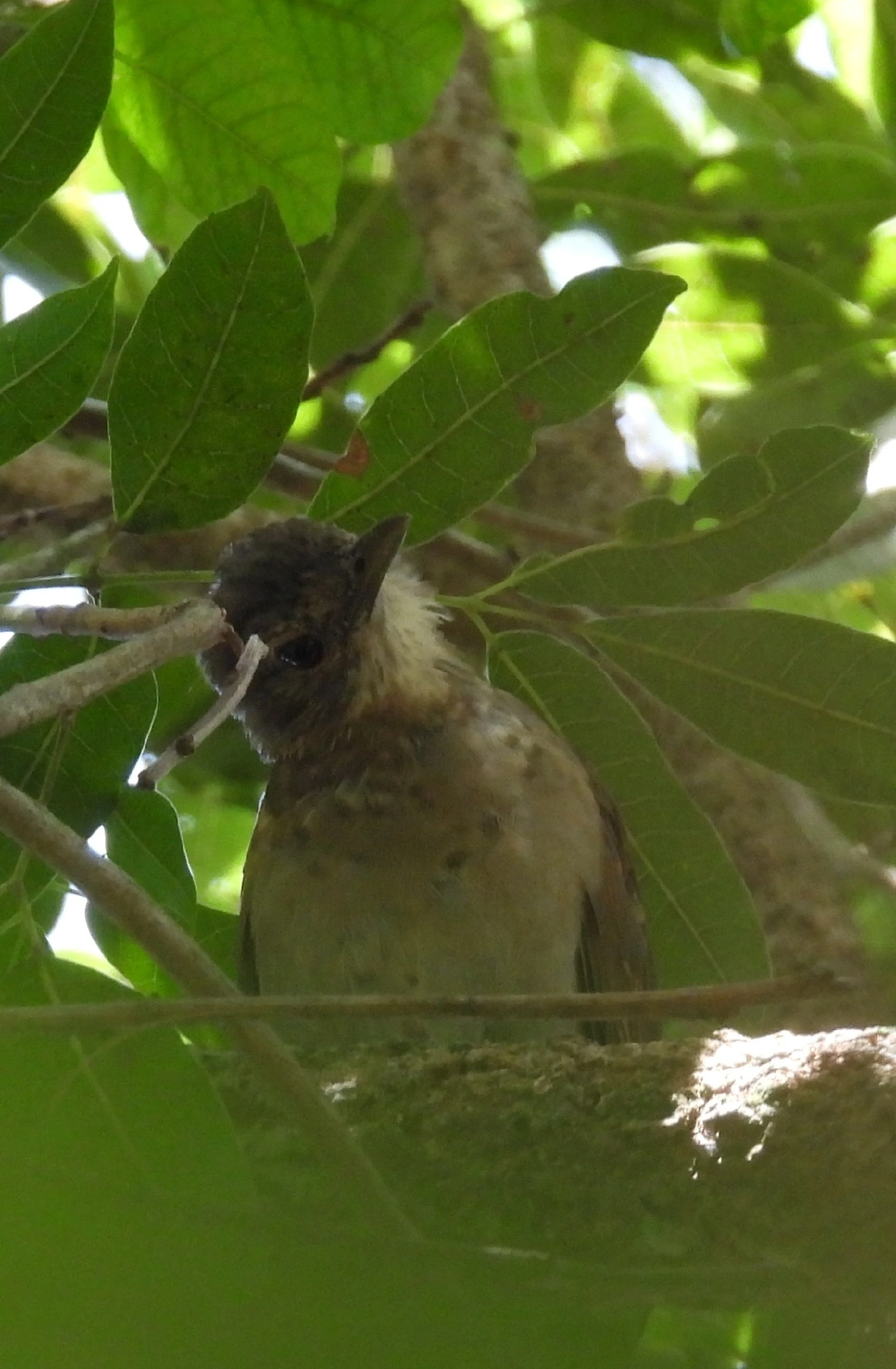 Sabiá-barranco (Turdus leucomelas), aves, fotografado em Queluz