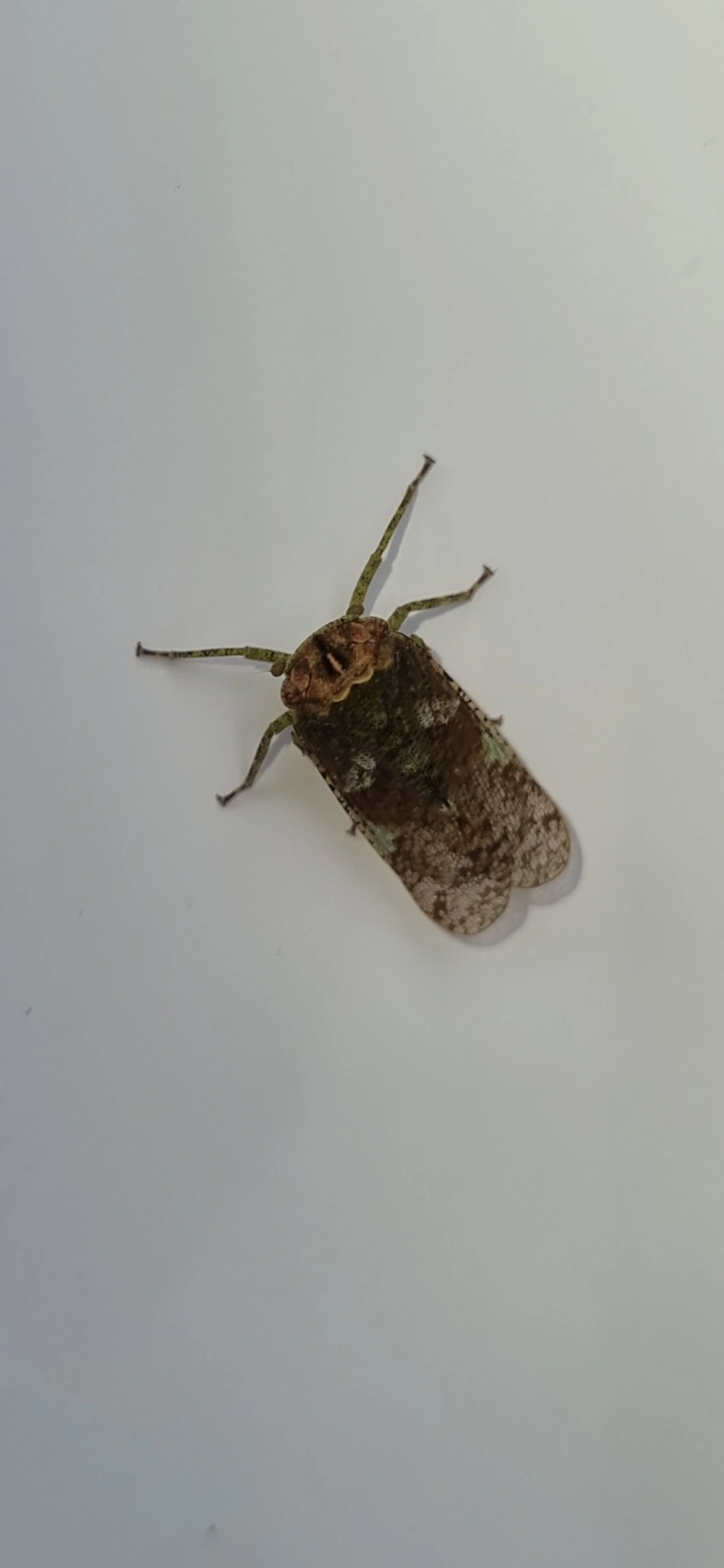 Fulgomorfos (Fulgoromorpha), insetos, fotografado em Maresias, São Sebastião
