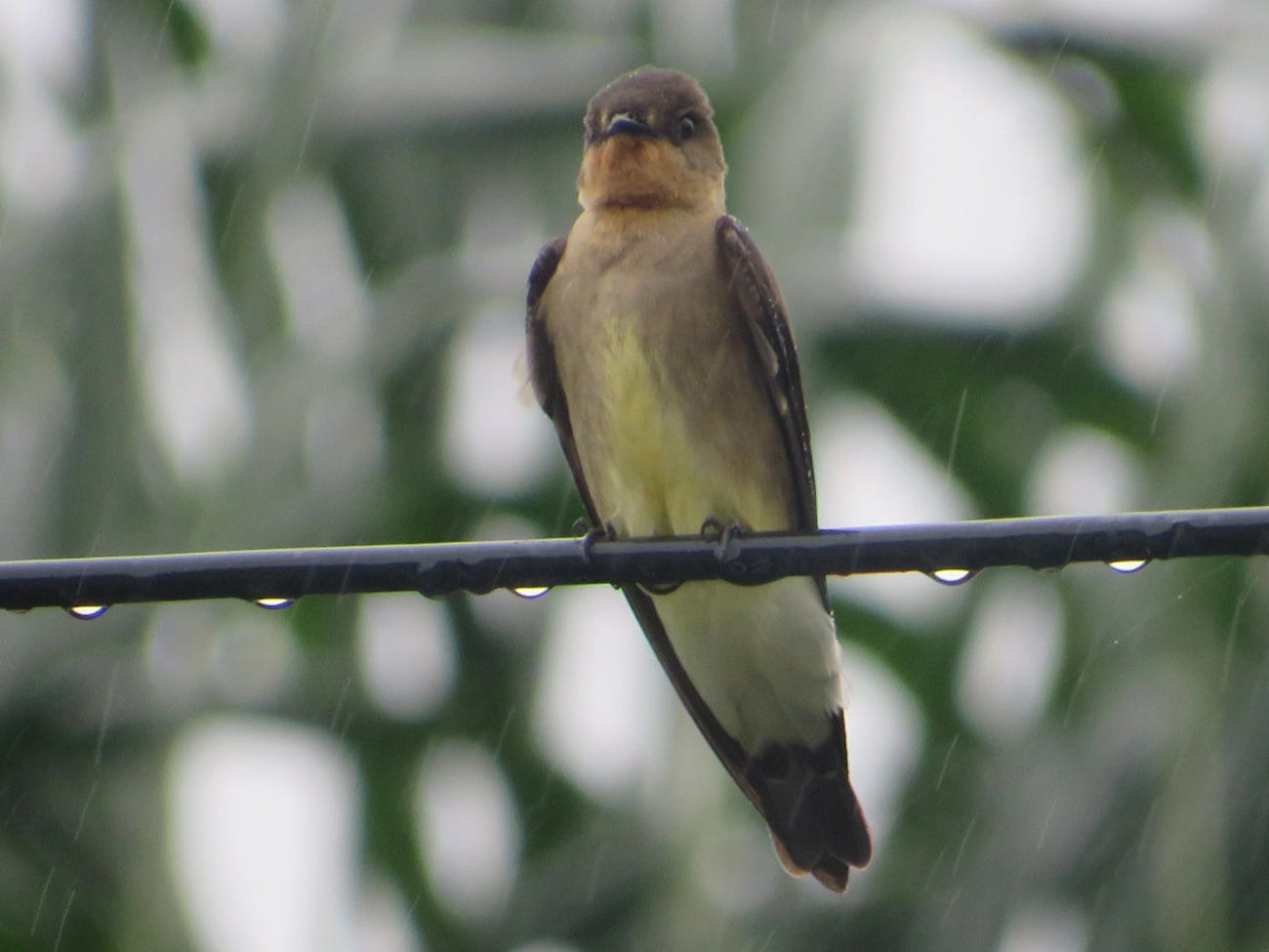 Andorinha-serradora (Stelgidopteryx ruficollis), aves, fotografado em Maresias, São Sebastião