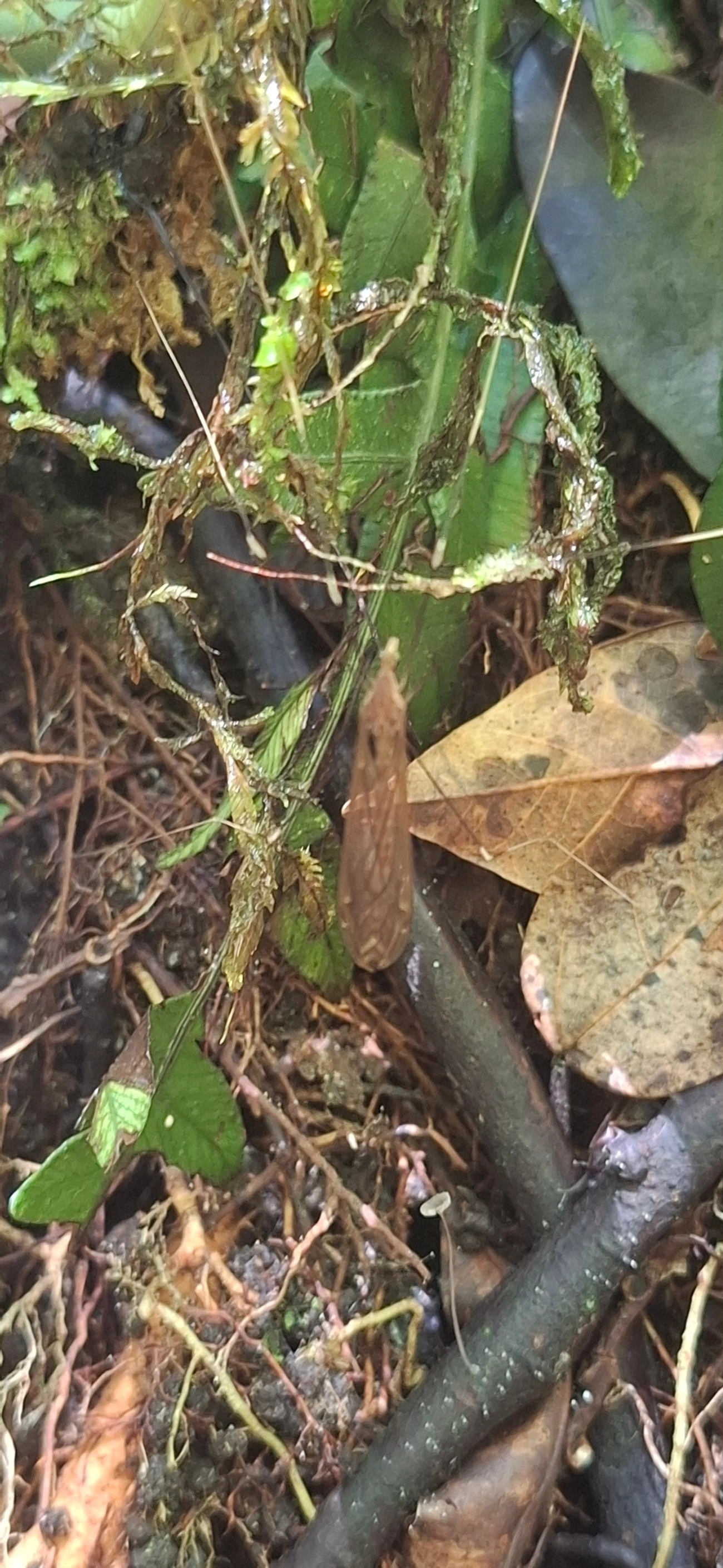 Brachypremna, insetos, fotografado em Queluz