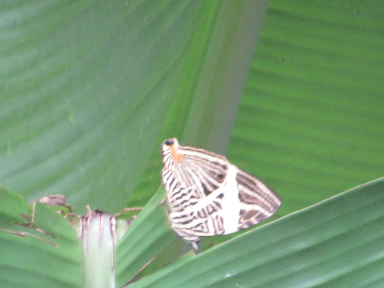 Borboleta-Zebra (Colobura dirce), insetos, fotografado em Maresias, São Sebastião