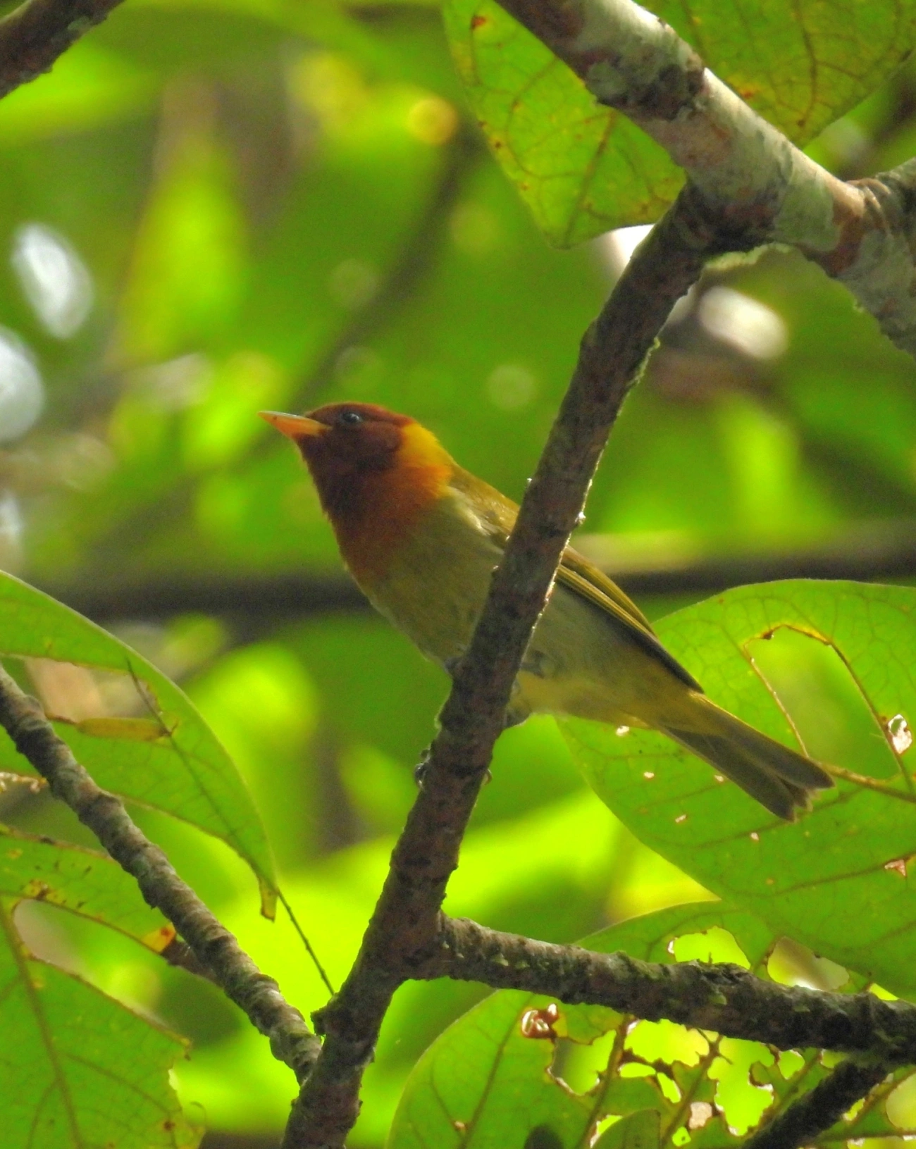 Saíra-ferrugem (Hemithraupis ruficapilla), aves, fotografado em Maresias, São Sebastião