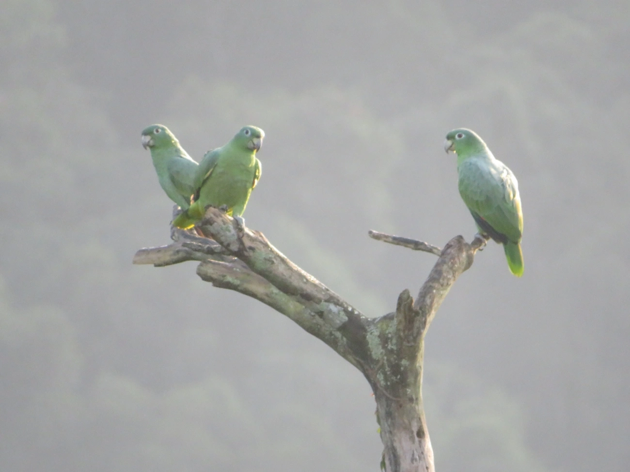 Papagaio-moleiro (Amazona farinosa), aves, fotografado em São Paulo