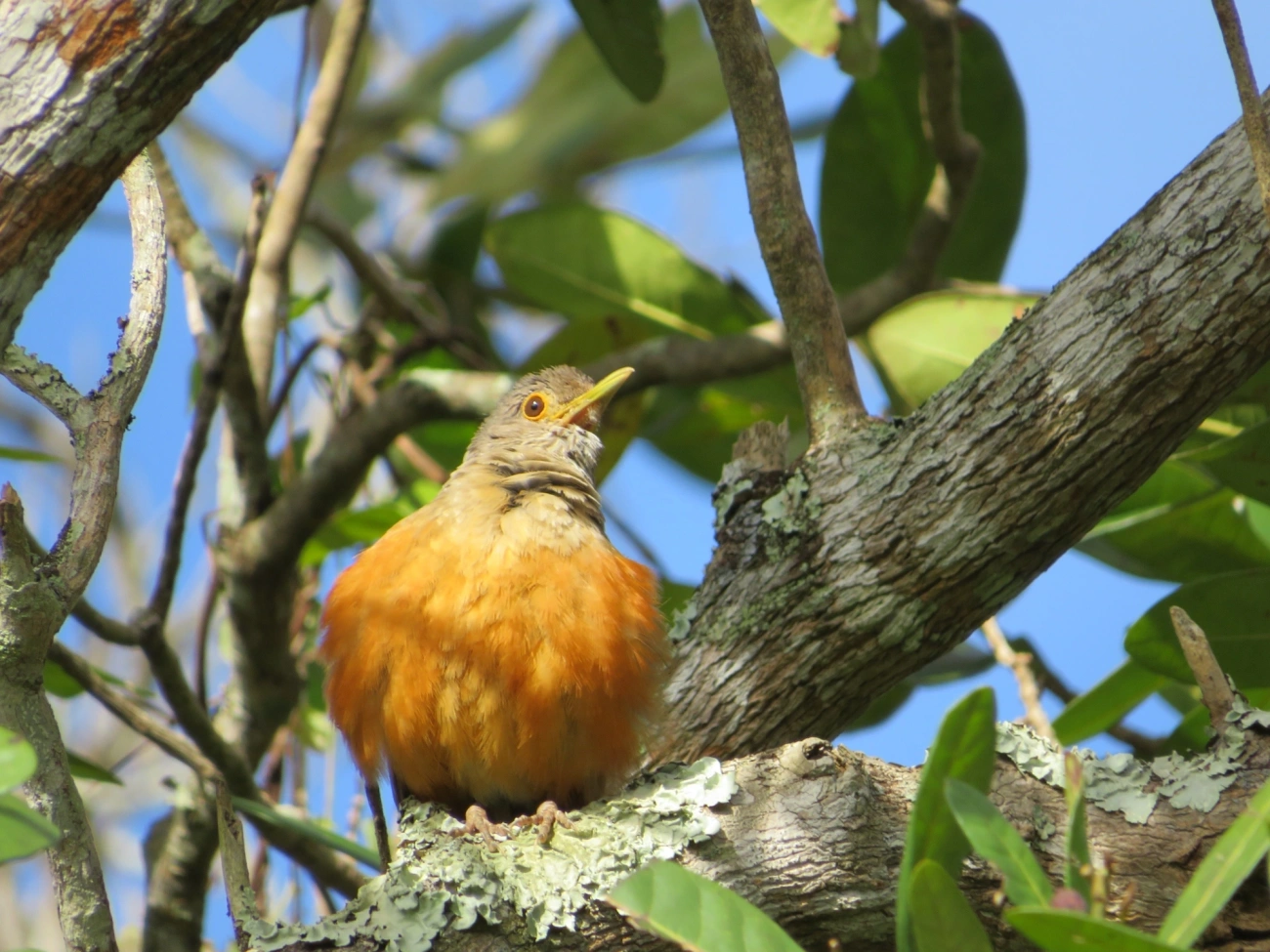 Sabiá-laranjeira (Turdus rufiventris), aves, fotografado em Maresias, São Sebastião
