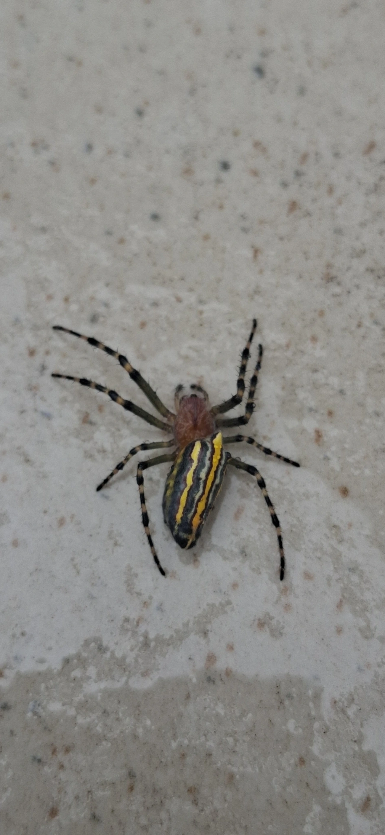 Alpaida navicula, aracnídeos, fotografado em Maresias, São Sebastião