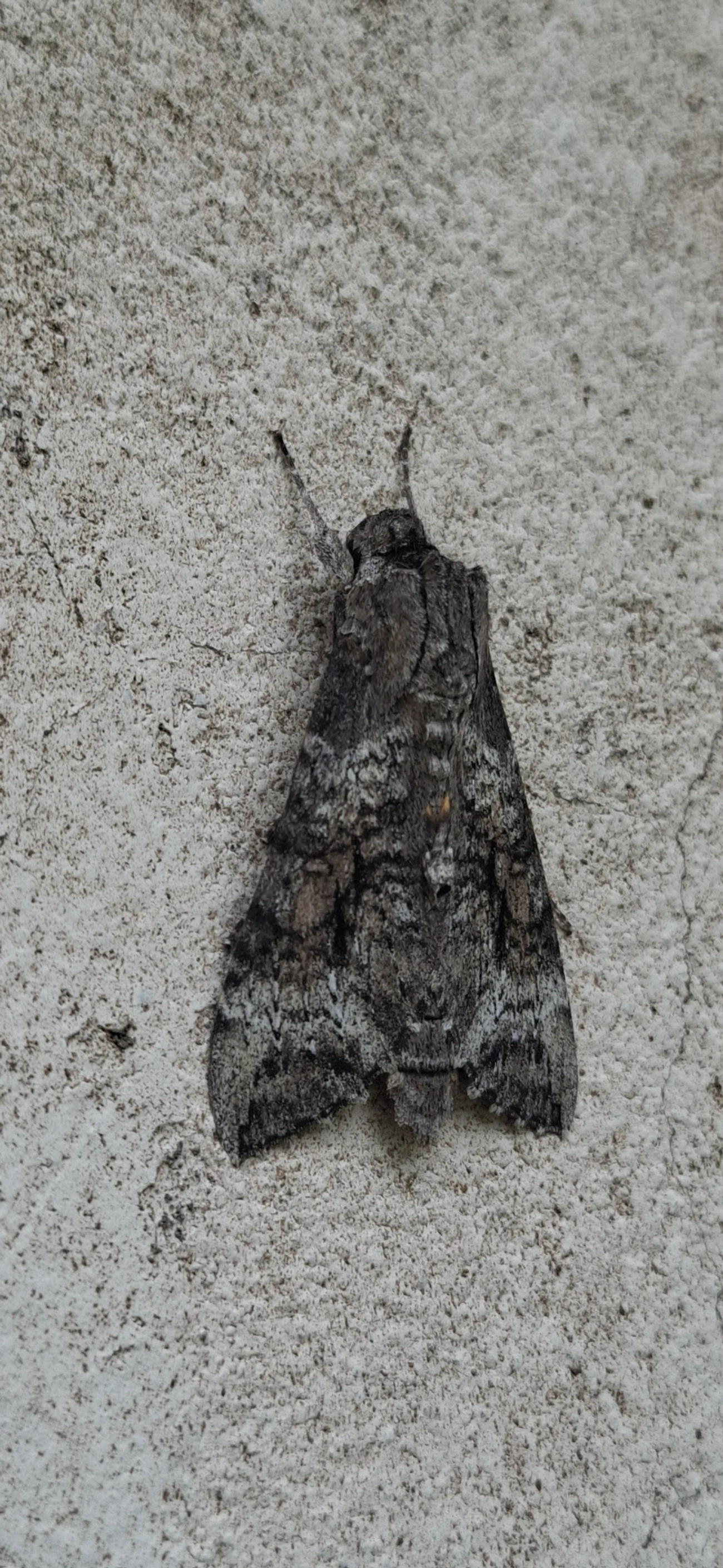 Mariposa-esfinge (Isognathus australis), insetos, fotografado em Maresias, São Sebastião
