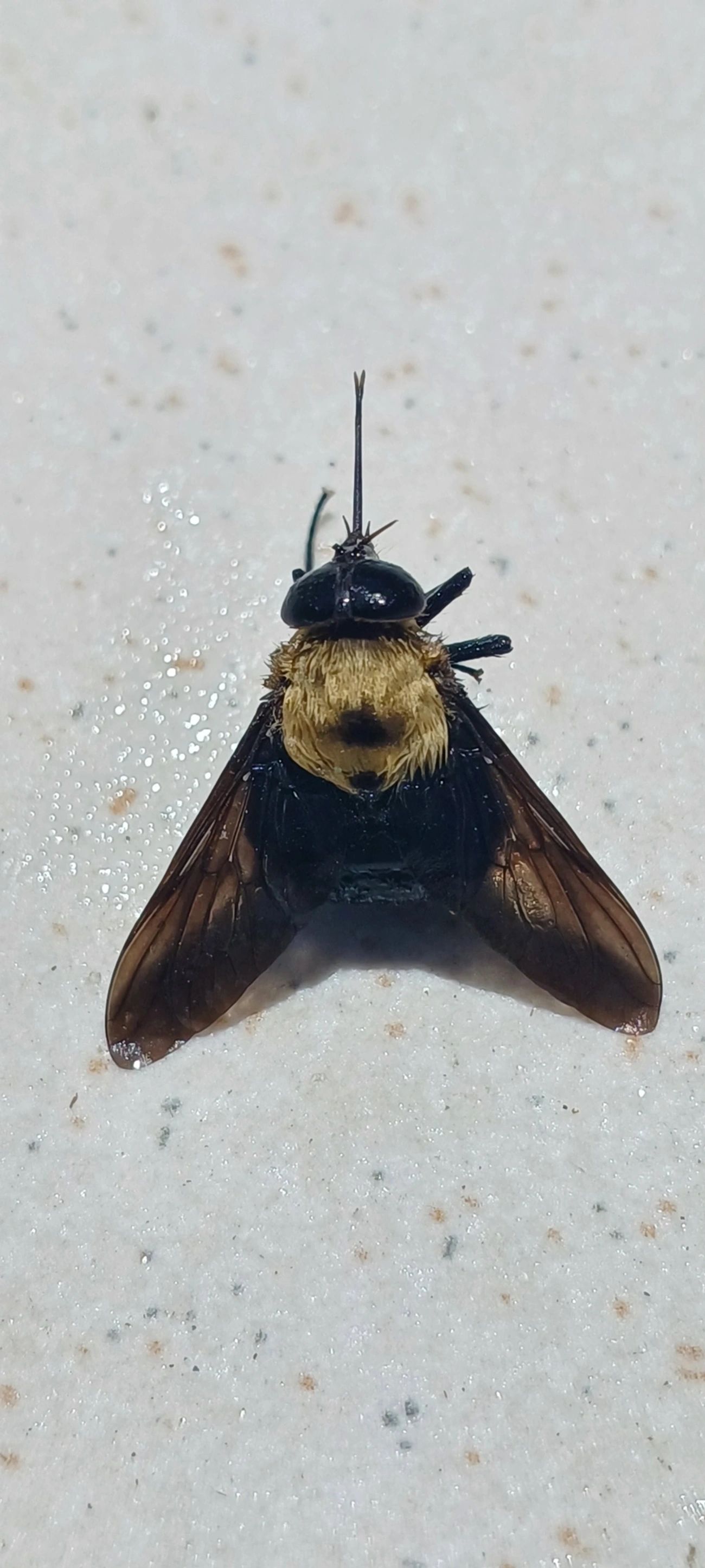 Pangoniinae, insetos, fotografado em Maresias, São Sebastião