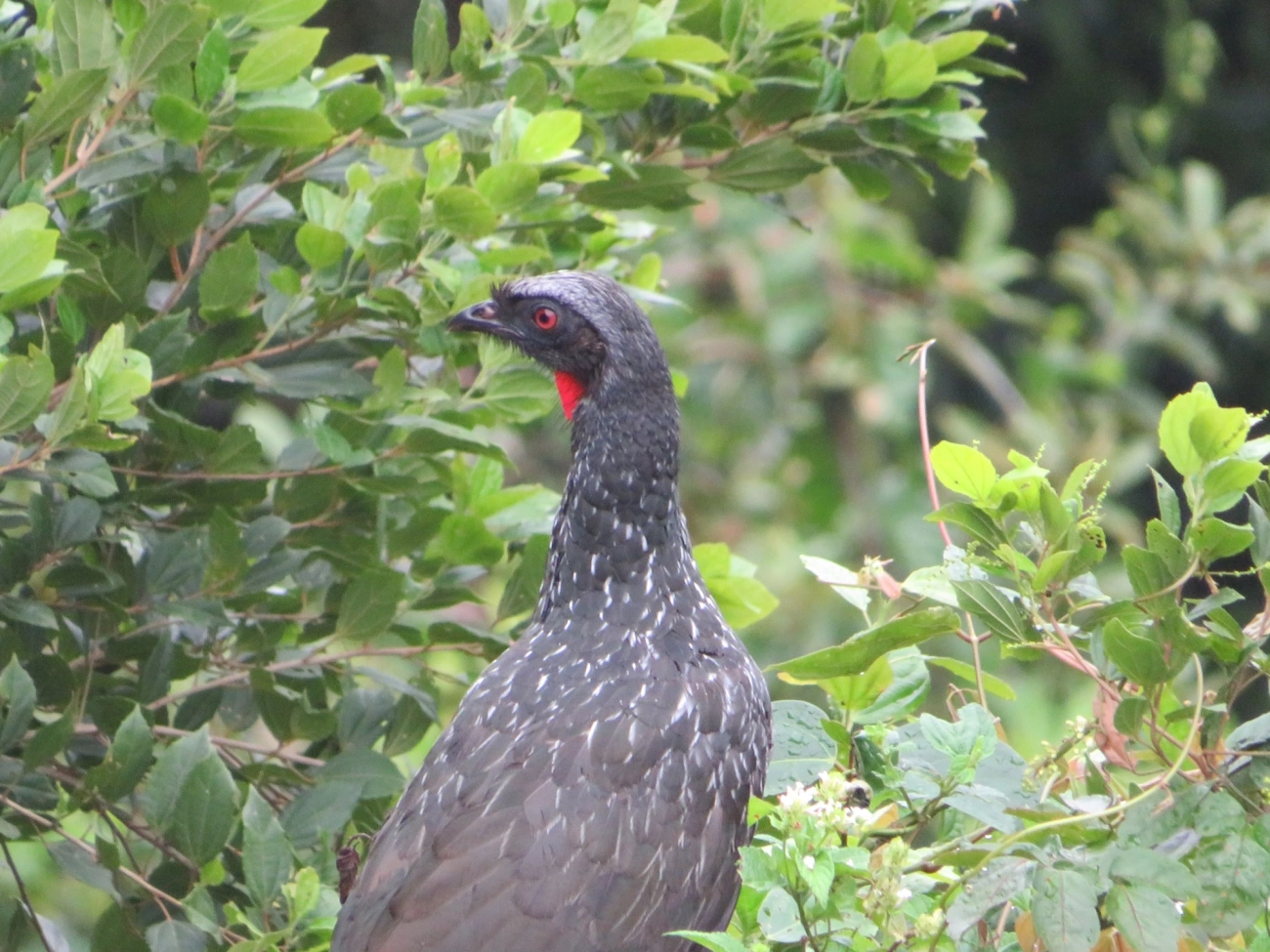 Jacuaçu (Penelope obscura), aves, fotografado em Maresias, São Sebastião