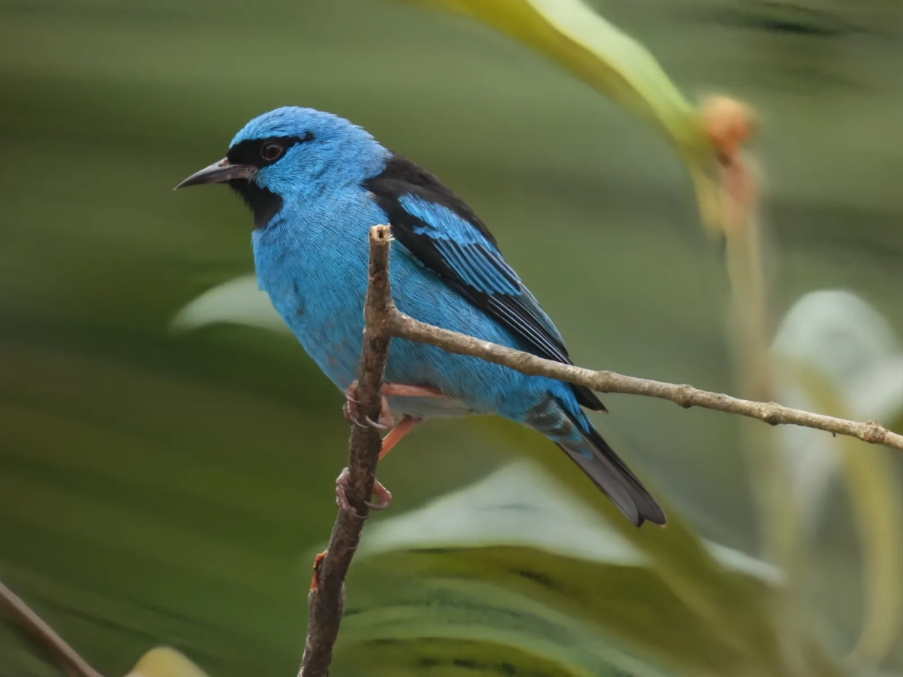 Saí-azul (Dacnis cayana), aves, fotografado em Maresias, São Sebastião