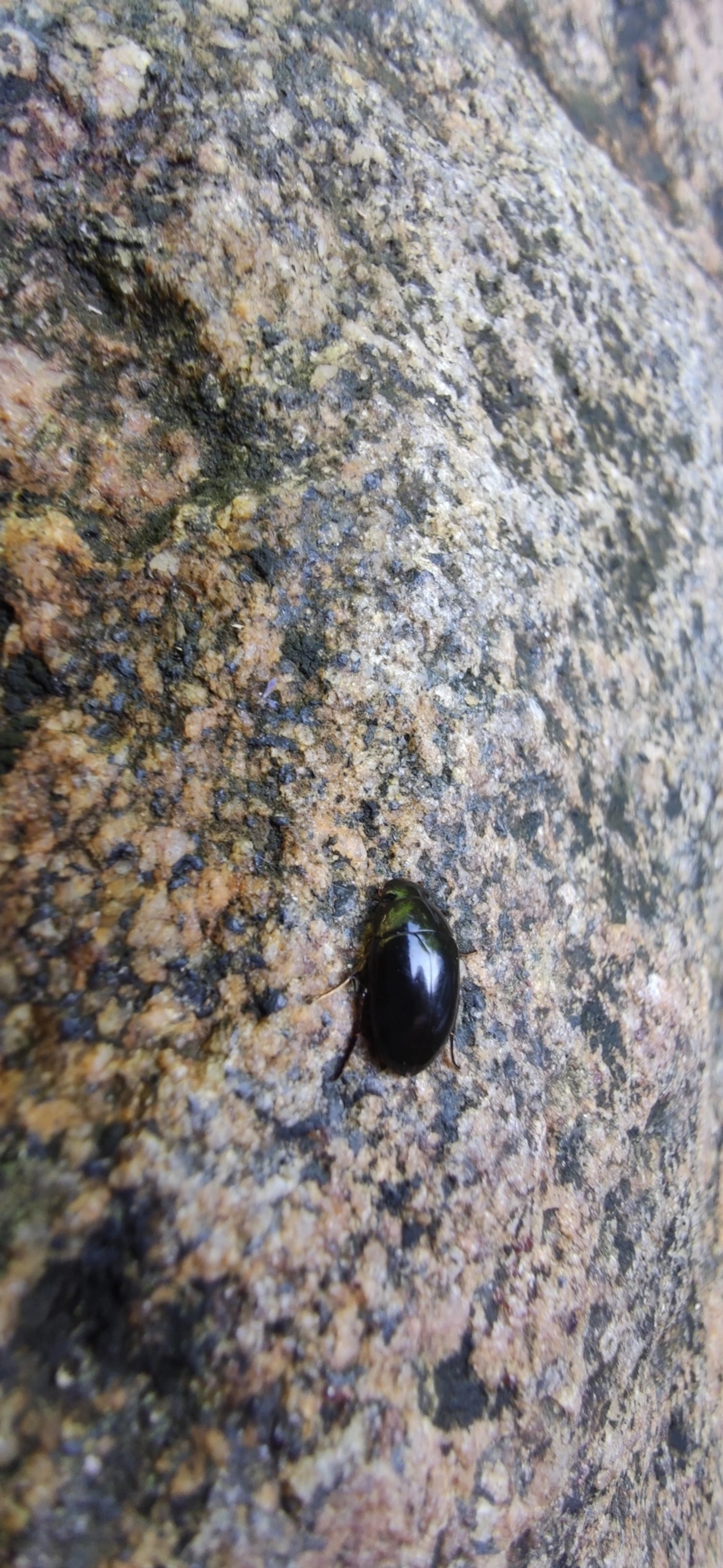 Tropisternus, insetos, fotografado em Maresias, São Sebastião