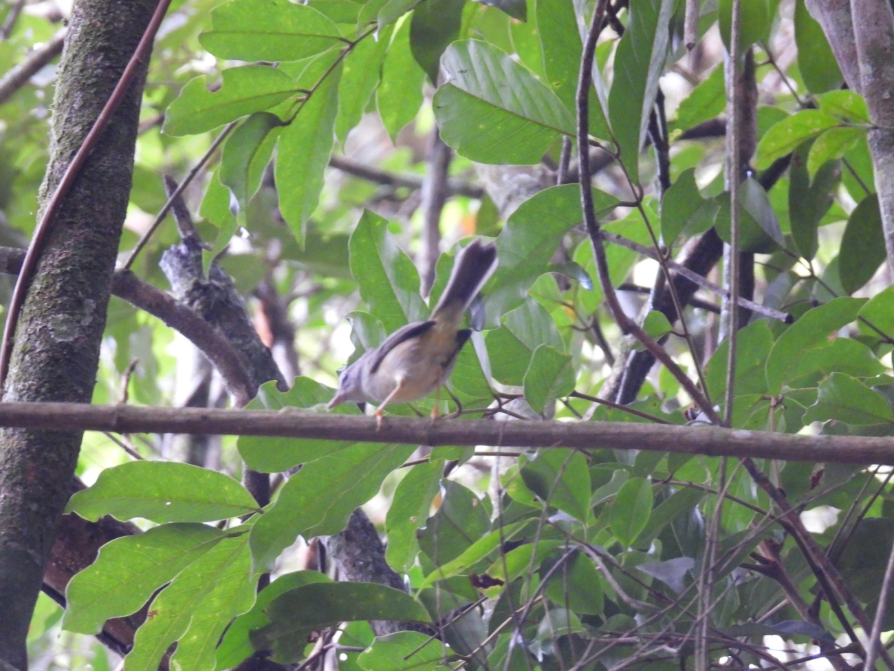 Pula-Pula (Basileuterus culicivorus), aves, fotografado em Cabreúva