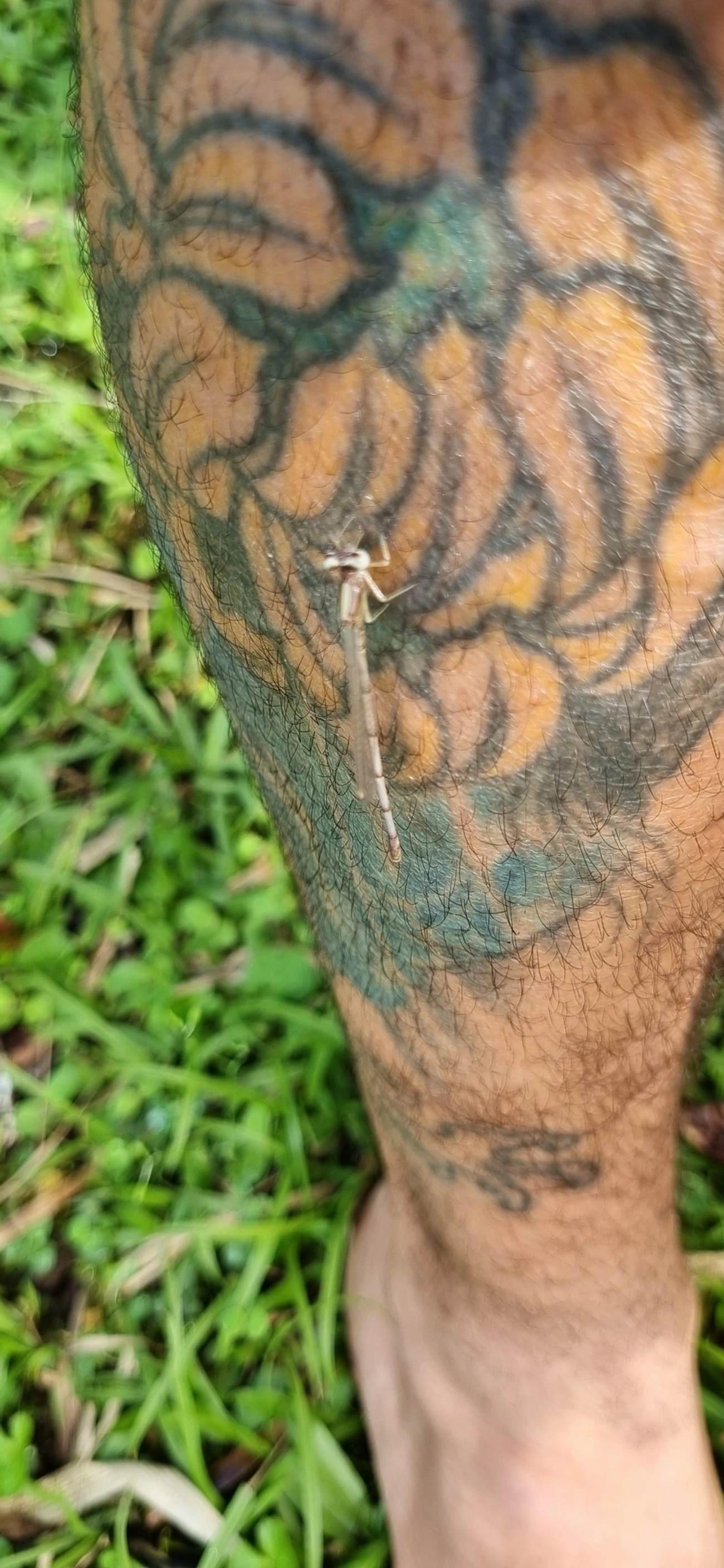 Lestidae, insetos, fotografado em São Sebastião