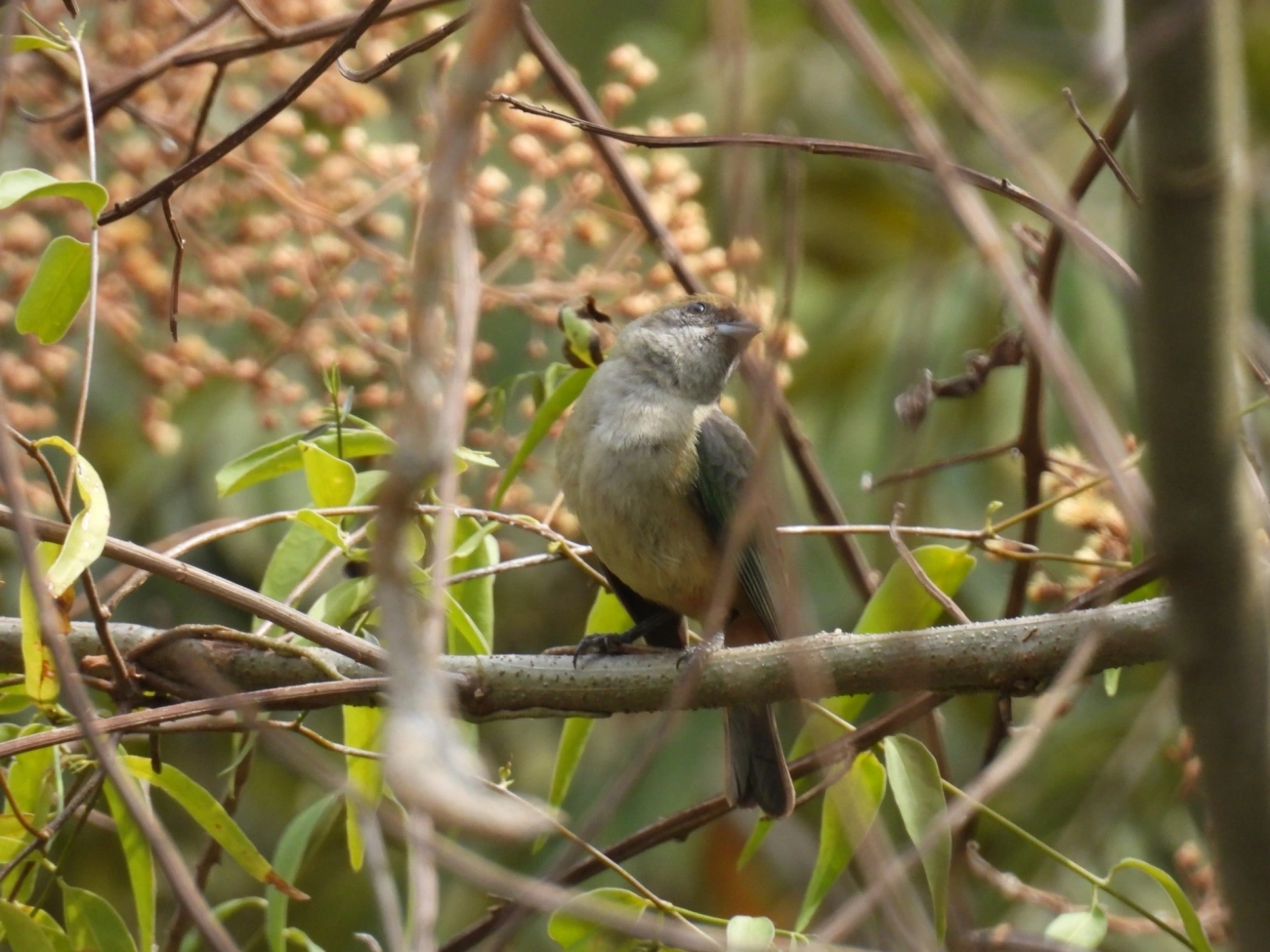 Saíra-amarela (Stilpnia cayana), aves, fotografado em Rodovia BR 354, Itamonte