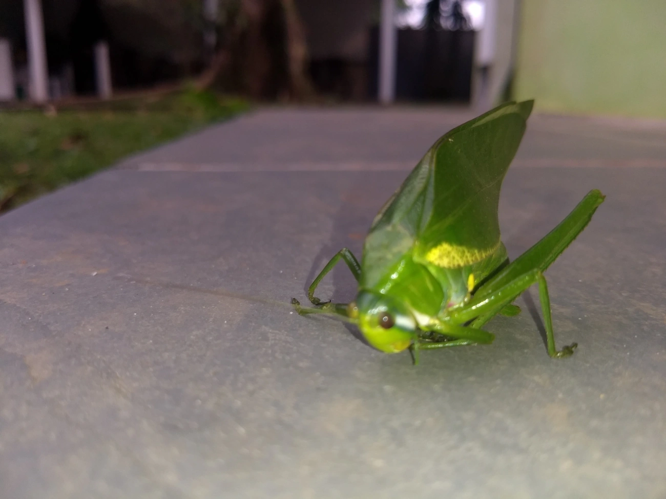 Philophyllia, insetos, fotografado em Maresias, São Sebastião
