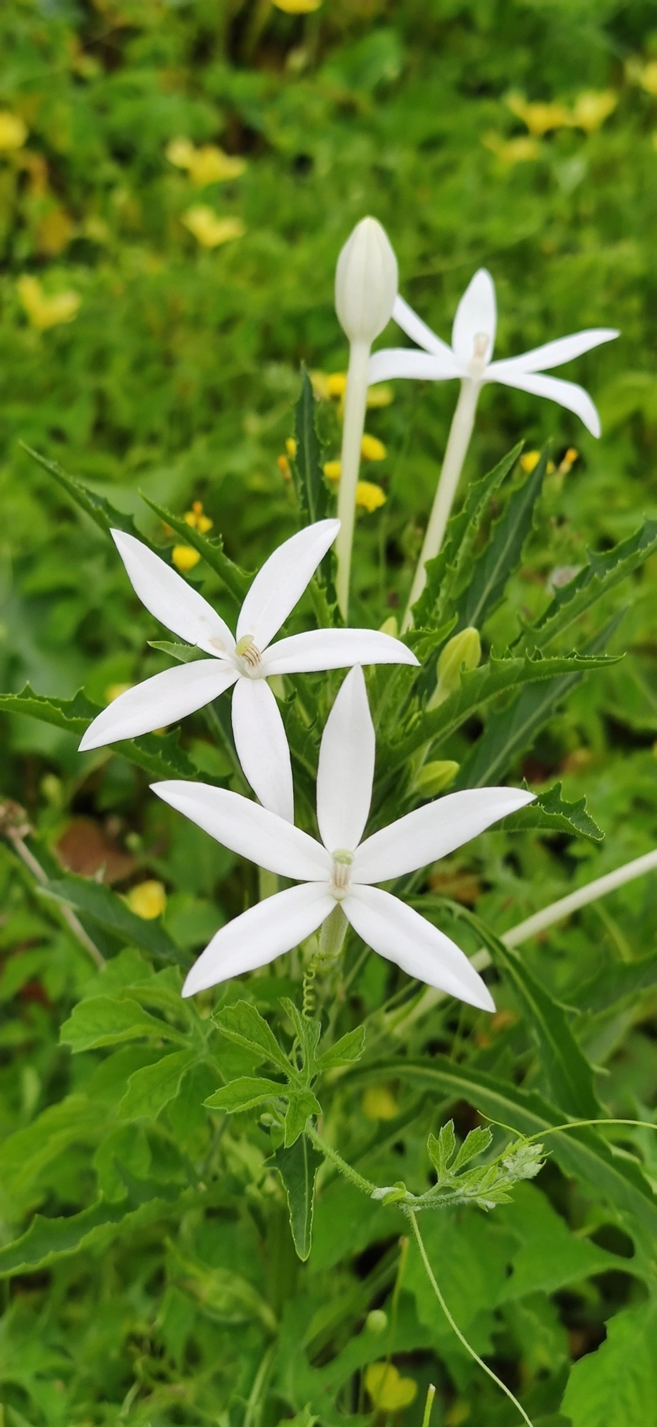 Arrebenta-boi (Hippobroma longiflora), plantas, fotografado em Maresias, São Sebastião