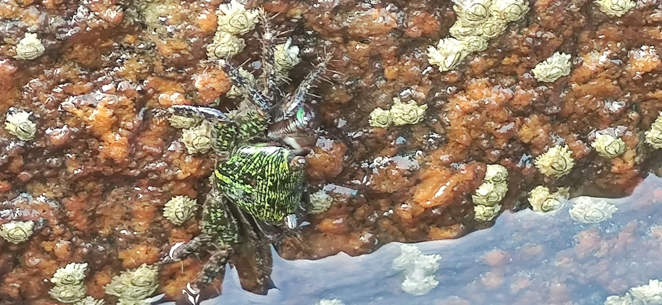 Caranguejo-verde (Pachygrapsus transversus), crustáceos, fotografado em Maresias, São Sebastião